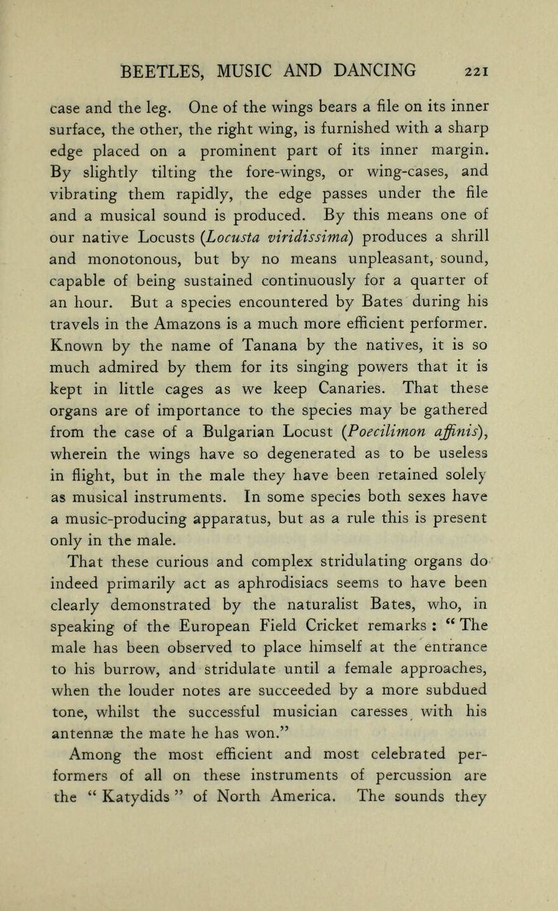 BEETLES, MUSIC AND DANCING 221 case and the leg. One of the wings bears a file on its inner surface, the other, the right wing, is furnished with a sharp edge placed on a prominent part of its inner margin. By slightly tilting the fore-wings, or wing-cases, and vibrating them rapidly, the edge passes under the file and a musical sound is produced. By this means one of our native Locusts {Locusta viridissima) produces a shrill and monotonous, but by no means unpleasant, sound, capable of being sustained continuously for a quarter of an hour. But a species encountered by Bates during his travels in the Amazons is a much more efficient performer. Known by the name of Tanana by the natives, it is so much admired by them for its singing powers that it is kept in little cages as we keep Canaries. That these organs are of importance to the species may be gathered from the case of a Bulgarian Locust {Poecilimon affinis)^ wherein the wings have so degenerated as to be useless in flight, but in the male they have been retained solely as musical instruments. In some species both sexes have a music-producing apparatus, but as a rule this is present only in the male. That these curious and complex stridulating organs do indeed primarily act as aphrodisiacs seems to have been clearly demonstrated by the naturalist Bates, who, in speaking of the European Field Cricket remarks ;  The male has been observed to place himself at the entrance to his burrow, and stridulate until a female approaches, when the louder notes are succeeded by a more subdued tone, whilst the successful musician caresses with his antennae the mate he has won. Among the most efficient and most celebrated per¬ formers of all on these instruments of percussion are the  Katydids  of North America. The sounds they