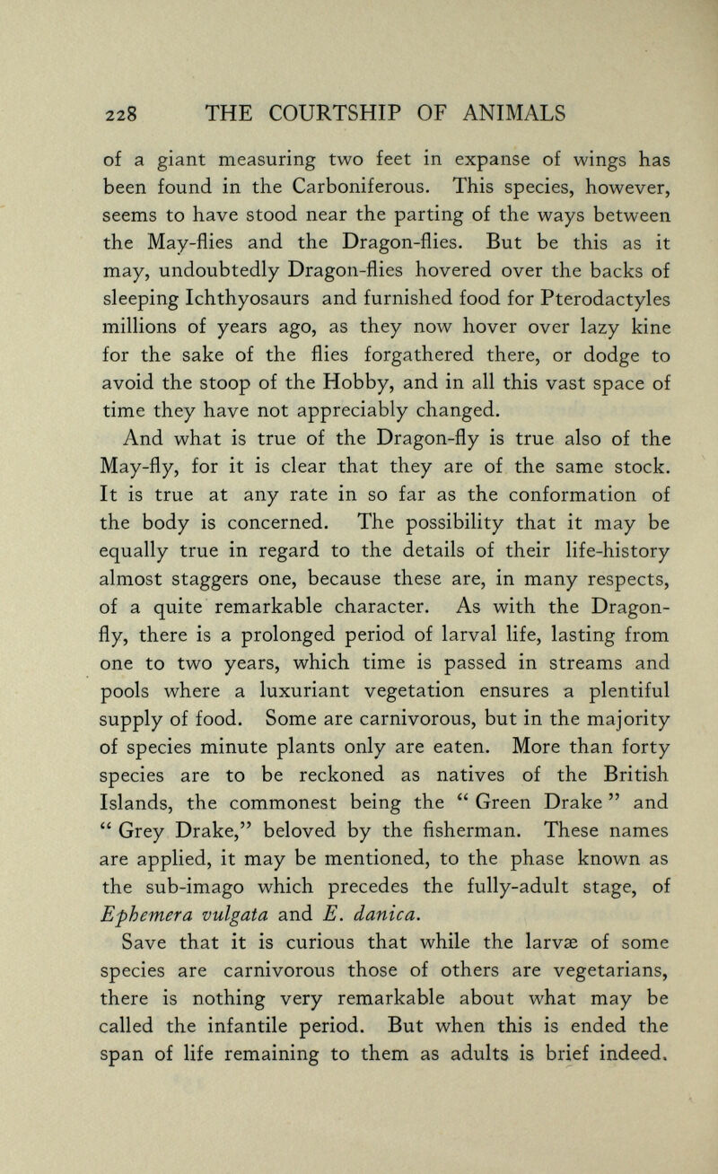 228 THE COURTSHIP OF ANIMALS of a giant measuring two feet in expanse of wings has been found in the Carboniferous. This species, however, seems to have stood near the parting of the ways between the May-flies and the Dragon-flies. But be this as it may, undoubtedly Dragon-flies hovered over the backs of sleeping Ichthyosaurs and furnished food for Ptérodactyles millions of years ago, as they now hover over lazy kine for the sake of the flies forgathered there, or dodge to avoid the stoop of the Hobby, and in all this vast space of time they have not appreciably changed. And what is true of the Dragon-fly is true also of the May-fly, for it is clear that they are of the same stock. It is true at any rate in so far as the conformation of the body is concerned. The possibility that it may be equally true in regard to the details of their life-history almost staggers one, because these are, in many respects, of a quite remarkable character. As with the Dragon¬ fly, there is a prolonged period of larval life, lasting from one to two years, which time is passed in streams and pools where a luxuriant vegetation ensures a plentiful supply of food. Some are carnivorous, but in the majority of species minute plants only are eaten. More than forty species are to be reckoned as natives of the British Islands, the commonest being the  Green Drake  and  Grey Drake, beloved by the fisherman. These names are applied, it may be mentioned, to the phase known as the sub-imago which precedes the fully-adult stage, of Ephemera vulgata and E. danica. Save that it is curious that while the larvae of some species are carnivorous those of others are vegetarians, there is nothing very remarkable about what may be called the infantile period. But when this is ended the span of life remaining to them as adults is brief indeed.