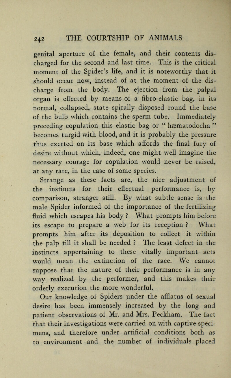 THE COURTSHIP OF ANIMALS genital aperture of the female, and their contents dis¬ charged for the second and last time. This is the critical moment of the Spider's life, and it is noteworthy that it should occur now, instead of at the moment of the dis¬ charge from the body. The ejection from the palpal organ is effected by means of a fibro-elastic bag, in its normal, collapsed, state spirally disposed round the base of the bulb which contains the sperm tube. Immediately preceding copulation this elastic bag or  haematodocha  becomes turgid with blood, and it is probably the pressure thus exerted on its base which affords the final fury of desire without which, indeed, one might well imagine the necessary courage for copulation would never be raised, at any rate, in the case of some species. Strange as these facts are, the nice adjustment of the instincts for their effectual performance is, by comparison, stranger still. By what subtle sense is the male Spider informed of the importance of the fertilizing fluid which escapes his body ? What prompts him before its escape to prepare a web for its reception ? What prompts him after its deposition to collect it within the palp till it shall be needed ? The least defect in the instincts appertaining to these vitally important acts would mean the extinction of the race. We cannot suppose that the nature of their performance is in any way realized by the performer, and this makes their orderly execution the more wonderful. Our knowledge of Spiders under the afflatus of sexual desire has been immensely increased by the long and patient observations of Mr. and Mrs. Peckham. The fact that their investigations were carried on with captive speci¬ mens, and therefore under artificial conditions both as to environment and the number of individuals placed