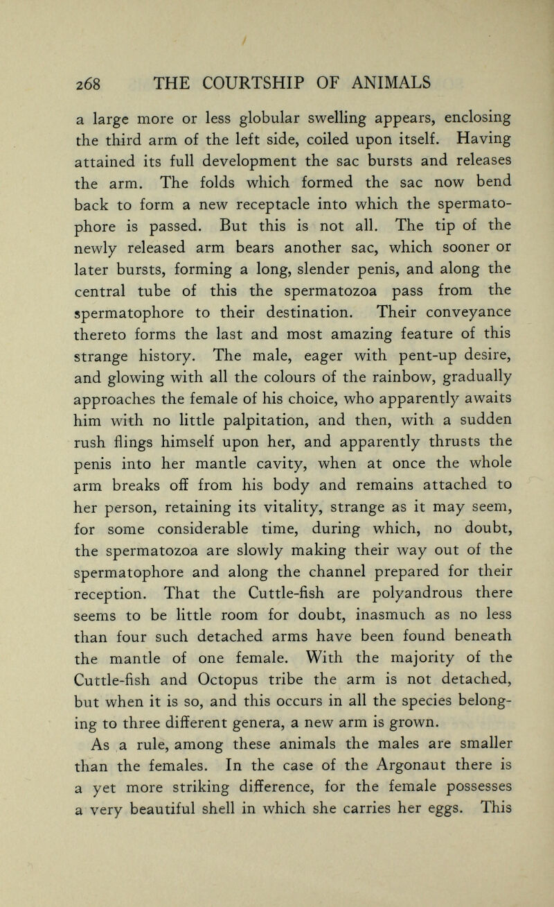 '1 268 THE COURTSHIP OF ANIMALS a large more or less globular swelling appears, enclosing the third arm of the left side, coiled upon itself. Having attained its full development the sac bursts and releases the arm. The folds which formed the sac now bend back to form a new receptacle into which the spermato- phore is passed. But this is not all. The tip of the newly released arm bears another sac, which sooner or later bursts, forming a long, slender penis, and along the central tube of this the spermatozoa pass from the spermatophore to their destination. Their conveyance thereto forms the last and most amazing feature of this strange history. The male, eager with pent-up desire, and glowing with all the colours of the rainbow, gradually approaches the female of his choice, who apparently awaits him with no little palpitation, and then, with a sudden rush flings himself upon her, and apparently thrusts the penis into her mantle cavity, when at once the whole arm breaks off from his body and remains attached to her person, retaining its vitality, strange as it may seem, for some considerable time, during which, no doubt, the spermatozoa are slowly making their way out of the spermatophore and along the channel prepared for their reception. That the Cuttle-fish are polyandrous there seems to be little room for doubt, inasmuch as no less than four such detached arms have been found beneath the mantle of one female. With the majority of the Cuttle-fish and Octopus tribe the arm is not detached, but when it is so, and this occurs in all the species belong¬ ing to three different genera, a new arm is grown. As a rule, among these animals the males are smaller than the females. In the case of the Argonaut there is a yet more striking difference, for the female possesses a very beautiful shell in which she carries her eggs. This