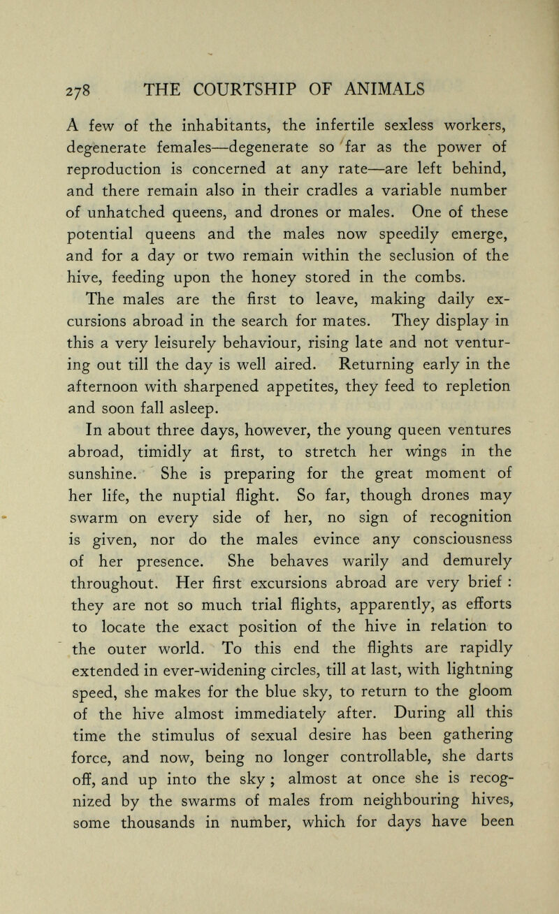 278 THE COURTSHIP OF ANIMALS A few of the inhabitants, the infertile sexless workers, degenerate females—degenerate so 'far as the power of reproduction is concerned at any rate—are left behind, and there remain also in their cradles a variable number of unhatched queens, and drones or males. One of these potential queens and the males now speedily emerge, and for a day or two remain within the seclusion of the hive, feeding upon the honey stored in the combs. The males are the first to leave, making daily ex¬ cursions abroad in the search for mates. They display in this a very leisurely behaviour, rising late and not ventur¬ ing out till the day is well aired. Returning early in the afternoon with sharpened appetites, they feed to repletion and soon fall asleep. In about three days, however, the young queen ventures abroad, timidly at first, to stretch her wings in the sunshine. She is preparing for the great moment of her life, the nuptial flight. So far, though drones may swarm on every side of her, no sign of recognition is given, nor do the males evince any consciousness of her presence. She behaves warily and demurely throughout. Her first excursions abroad are very brief : they are not so much trial flights, apparently, as efforts to locate the exact position of the hive in relation to the outer world. To this end the flights are rapidly extended in ever-widening circles, till at last, with lightning speed, she makes for the blue sky, to return to the gloom of the hive almost immediately after. During all this time the stimulus of sexual desire has been gathering force, and now, being no longer controllable, she darts off, and up into the sky ; almost at once she is recog¬ nized by the swarms of males from neighbouring hives, some thousands in number, which for days have been