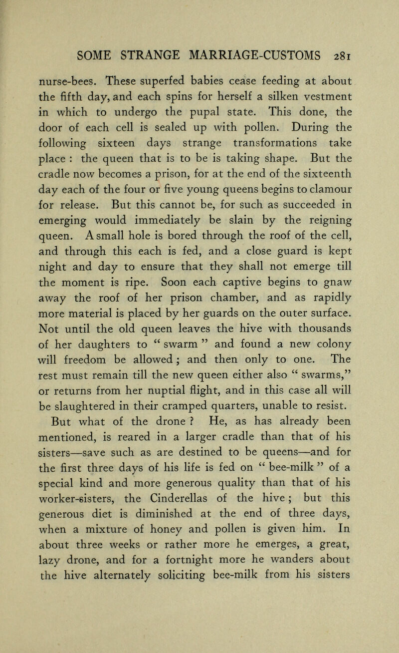 SOME STRANGE MARRIAGE-CUSTOMS 281 nurse-bees. These superfed babies cease feeding at about the fifth day, and each spins for herself a silken vestment in which to undergo the pupal state. This done, the door of each cell is sealed up with pollen. During the following sixteen days strange transformations take place : the queen that is to be is taking shape. But the cradle now becomes a prison, for at the end of the sixteenth day each of the four or five young queens begins to clamour for release. But this cannot be, for such as succeeded in emerging would immediately be slain by the reigning queen. A small hole is bored through the roof of the cell, and through this each is fed, and a close guard is kept night and day to ensure that they shall not emerge till the moment is ripe. Soon each captive begins to gnaw away the roof of her prison chamber, and as rapidly more material is placed by her guards on the outer surface. Not until the old queen leaves the hive with thousands of her daughters to  swarm  and found a new colony will freedom be allowed ; and then only to one. The rest must remain till the new queen either also  swarms, or returns from her nuptial flight, and in this case all will be slaughtered in their cramped quarters, unable to resist. But what of the drone ? He, as has already been mentioned, is reared in a larger cradle than that of his sisters—save such as are destined to be queens—and for the first three days of his Hfe is fed on  bee-milk  of a special kind and more generous quality than that of his worker-sisters, the Cinderellas of the hive ; but this generous diet is diminished at the end of three days, when a mixture of honey and pollen is given him. In about three weeks or rather more he emerges, a great, lazy drone, and for a fortnight more he wanders about the hive alternately soliciting bee-milk from his sisters