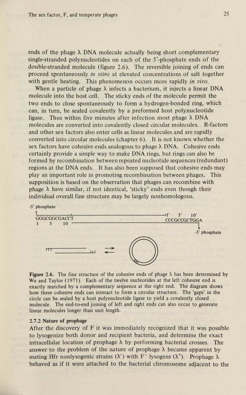 The sex factor, F, and temperate phages 25 ends of the phage X DNA molecule actually being short complementary single-stranded polynucleotides on each of the 5'-phosphate ends of the double-stranded molecule (figure 2.6). The reversible joining of ends can proceed spontaneously in vitro at elevated concentrations of salt together with gentle heating. This phenomenon occurs more rapidly in vivo. When a particle of phage X infects a bacterium, it injects a hnear DNA molecule into the host cell. The sticky ends of the molecule permit the two ends to close spontaneously to form a hydrogen-bonded ring, which can, in turn, be sealed covalently by a preformed host polynucleotide ligase. Thus within five minutes after infection most phage X DNA molecules are converted into covalently closed circular molecules. R-factors and other sex factors also enter cells as linear molecules and are rapidly converted into circular molecules (chapter 6). It is not known whether the sex factors have cohesive ends analogous to phage X DNA. Cohesive ends certainly provide a simple way to make DNA rings, but rings can also be formed by recombination between repeated nucleotide sequences (redundant) regions at the DNA ends. It has also been supposed that cohesive ends may play an important role in promoting recombination between phages. This supposition is based on the observation that phages can recombine with phage X have similar, if not identical, 'sticky' ends even though their individual overall fine structure may be largely nonhomologous. n' 5' 10' CCCGCCGCTGGA I -5' phosphate Figure 2.6. The fine structure of the cohesive ends of phage X has been determined by Wu and Taylor (1971). Each of the twelve nucleotides at the left cohesive end is exactly matched by a complementary sequence at the right end. The diagram shows how these cohesive ends can interact to form a circular structure. The 'gaps' in the circle can be sealed by a host polynucleotide ligase to yield a covalently closed molecule. The end-to-end joining of left and right ends can also occur to generate linear molecules longer than unit length. 2.7.2 Nature of prophage After the discovery of F it was immediately recognized that it was possible to lysogenize both donor and recipient bacteria, and determine the exact intracellular location of prophage X by performing bacterial crosses. The answer to the problem of the nature of prophage X became apparent by mating Hfr nonlysogenic strains (X~) with F~ lysogens (X). Prophage X behaved as if it were attached to the bacterial chromosome adjacent to the -5 phosphate 1 L. GGGCGGCGACCT 1 5 10 -