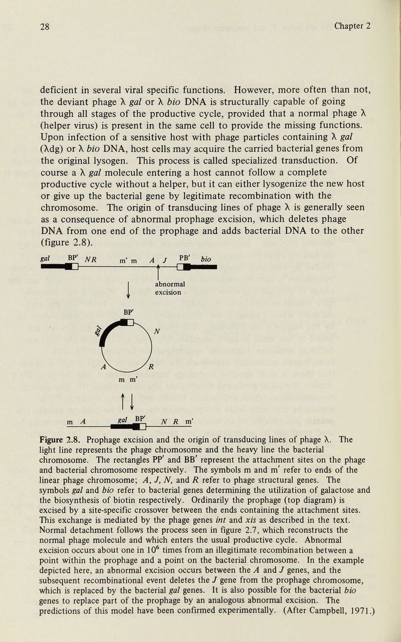28 Chapter 2 deficient in several viral specific functions. However, more often than not, the deviant phage X gal or X bio DNA is structurally capable of going through all stages of the productive cycle, provided that a normal phage X (helper virus) is present in the same cell to provide the missing functions. Upon infection of a sensitive host with phage particles containing X gal (Xdg) or X bio DNA, host cells may acquire the carried bacterial genes from the original lysogen. This process is called specialized transduction. Of course a X gal molecule entering a host cannot follow a complete productive cycle without a helper, but it can either lysogenize the new host or give up the bacterial gene by legitimate recombination with the chromosome. The origin of transducing lines of phage X is generally seen as a consequence of abnormal prophage excision, which deletes phage DNA from one end of the prophage and adds bacterial DNA to the other (figure 2.8). gal BP' m m Î1 N R m' Figure 2.8, Prophage excision and the origin of transducing lines of phage X. The light line represents the phage chromosome and the heavy Une the bacterial chromosome. The rectangles PP' and BB' represent the attachment sites on the phage and bacterial chromosome respectively. The symbols m and m' refer to ends of the linear phage chromosome; A, J, N, and R refer to phage structural genes. The symbols gal and bio refer to bacterial genes determining the utilization of galactose and the biosynthesis of biotin respectively. Ordinarily the prophage (top diagram) is excised by a site-specific crossover between the ends containing the attachment sites. This exchange is mediated by the phage genes int and xis as described in the text. Normal detachment follows the process seen in figure 2.7, which reconstructs the normal phage molecule and which enters the usual productive cycle. Abnormal excision occurs about one in 10^ times from an illegitimate recombination between a point within the prophage and a point on the bacterial chromosome. In the example depicted here, an abnormal excision occurs between the A and J genes, and the subsequent recombinational event deletes the J gene from the prophage chromosome, which is replaced by the bacterial gal genes. It is also possible for the bacterial bio genes to replace part of the prophage by an analogous abnormal excision. The predictions of this model have been confirmed experimentally. (After Campbell, 1971.)