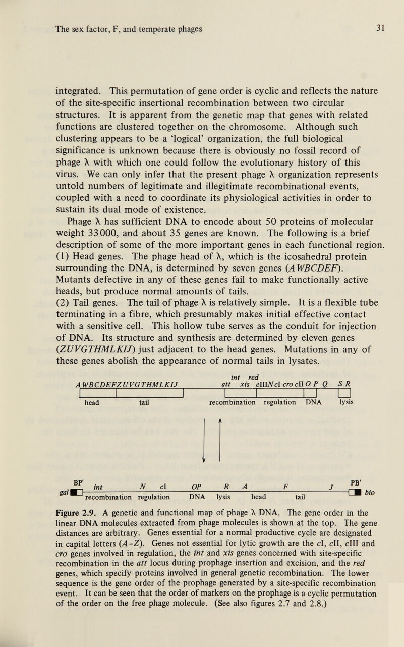 The sex factor, F, and temperate phages 31 integrated. This permutation of gene order is cyclic and reflects the nature of the site-specific insertional recombination between two circular structures. It is apparent from the genetic map that genes with related functions are clustered together on the chromosome. Although such clustering appears to be a 'logical' organization, the full biological significance is unknown because there is obviously no fossil record of phage X with which one could follow the evolutionary history of this virus. We can only infer that the present phage X organization represents untold numbers of legitimate and illegitimate recombinational events, coupled with a need to coordinate its physiological activities in order to sustain its dual mode of existence. Phage X has sufficient DNA to encode about 50 proteins of molecular weight 33000, and about 35 genes are known. The following is a brief description of some of the more important genes in each functional region. ( 1 ) Head genes. The phage head of X, which is the icosahedral protein surrounding the DNA, is determined by seven genes (A WBCDEF). Mutants defective in any of these genes fail to make functionally active heads, but produce normal amounts of tails. (2) Tail genes. The tail of phage X is relatively simple. It is a flexible tube terminating in a fibre, which presumably makes initial effective contact with a sensitive cell. This hollow tube serves as the conduit for injection of DNA. Its structure and synthesis are determined by eleven genes (ZUVGTHMLKIJ) just adjacent to the head genes. Mutations in any of these genes abolish the appearance of normal tails in lysates. int red AWBCDEFZUVGTHMLKIJ att xis clllN cl ero c\\ О P Q SR head tail recombination regulation DNA lysis int N cl OP RA F J ^ recombination regulation DNA lysis head tail Figure 2.9. A genetic and functional map of phage X DNA. The gene order in the linear DNA molecules extracted from phage molecules is shown at the top. The gene distances are arbitrary. Genes essential for a normal productive cycle are designated in capital letters {A-Z). Genes not essential for lytic growth are the cl, dl, cIII and ero genes involved in regulation, the int and xis genes concerned with site-specific recombination in the att locus during prophage insertion and excision, and the red genes, which specify proteins involved in general genetic recombination. The lower sequence is the gene order of the prophage generated by a site-specific recombination event. It can be seen that the order of markers on the prophage is a cyclic permutation of the order on the free phage molecule. (See also figures 2.7 and 2.8.)