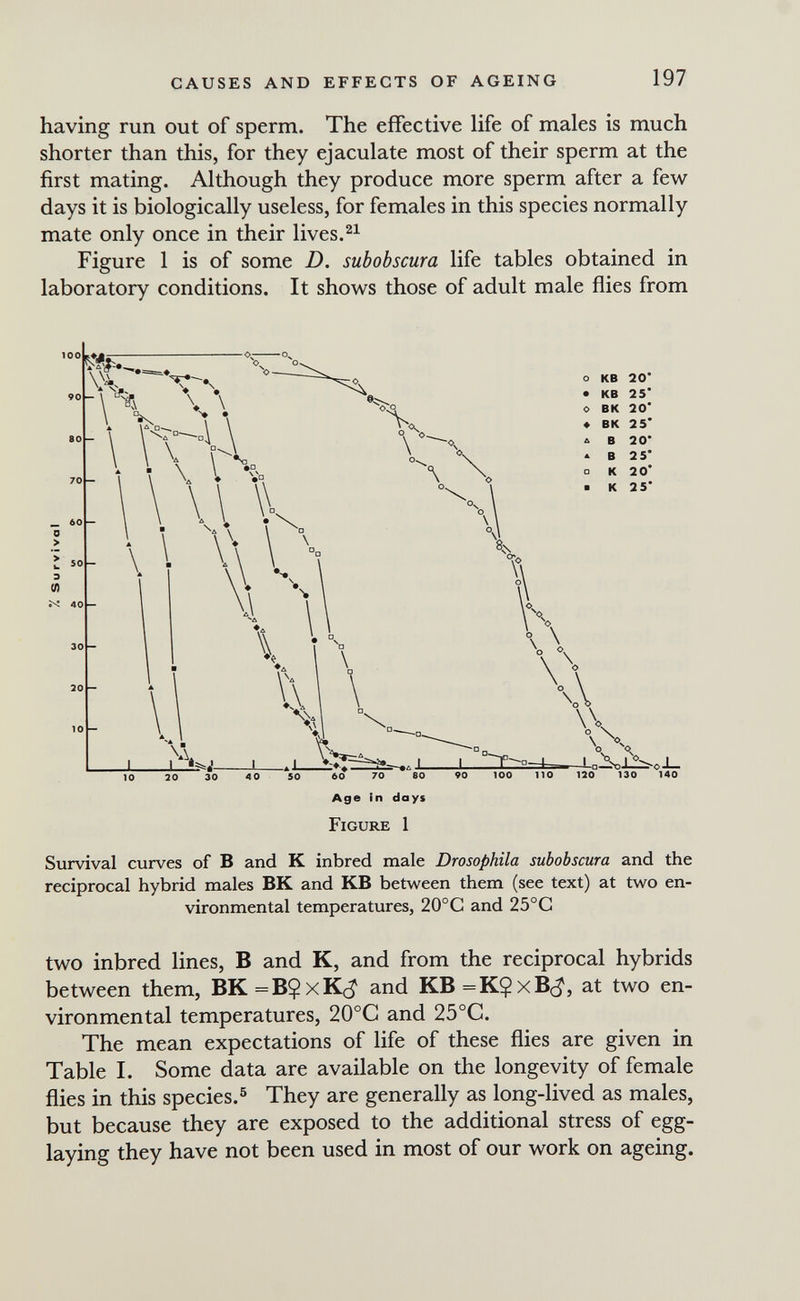 CAUSES AND EFFECTS OF AGEING 197 having run out of sperm. The effective life of males is much shorter than this, for they ejaculate most of their sperm at the first mating. Although they produce more sperm after a few days it is biologically useless, for females in this species normally mate only once in their lives. Figure 1 is of some D. subobscura life tables obtained in laboratory conditions. It shows those of adult male flies from о KB 20' • KB 25' о BK 20' * BK 2 5* Д В 20' A В 2 5' о К 20' ■ К 2 5' 60 70 80 Age in days Figuiœ 1 Survival curves of В and К inbred male Drosophila subobscura and the reciprocal hybrid males BK and KB betw^een them (see text) at tvi'o en¬ vironmental temperatures, 20°C and 25°G two inbred lines, В and K, and from the reciprocal hybrids between them, BK=BÇxK(^ and KB=K$xB(J, at two en¬ vironmental temperatures, 20°C and 25°C. The mean expectations of life of these flies are given in Table I. Some data are available on the longevity of female flies in this species.® They are generally as long-lived as males, but because they are exposed to the additional stress of egg- laying they have not been used in most of our work on ageing.