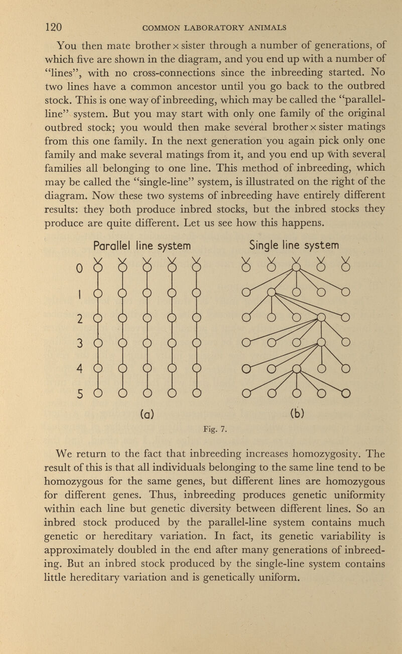 120 COMMON LABORATORY ANIMALS You then mate brother x sister through a number of generations, of which five are shown in the diagram, and you end up with a number of fines, with no cross-connections since the inbreeding started. No two fines have a common ancestor until you go back to the outbred stock. This is one way of inbreeding, which may be called the parallel- line system. But you may start with only one family of the original outbred stock; you would then make several brother x sister matings from this one family. In the next generation you again pick only one family and make several matings from it, and you end up With several families all belonging to one fine. This method of inbreeding, which may be called the single-line system, is illustrated on the right of the diagram. Now these two systems of inbreeding have entirely different results: they both produce inbred stocks, but the inbred stocks they produce are quite different. Let us see how this happens. Parallel line system 0 б Ь Ь Ö Ь 1 О О О О О О О О О ¿¿00 4 Ó Ó О Ó О 5 ¿ ¿ ¿ ¿ ¿ (a) Single line system б б Ä б б (Ь) Fig. 7. We return to the fact that inbreeding increases homozygosity. The result of this is that all individuals belonging to the same fine tend to be homozygous for the same genes, but different lines are homozygous for different genes. Thus, inbreeding produces genetic uniformity within each fine but genetic diversity between different lines. So an inbred stock produced by the parallel-line system contains much genetic or hereditary variation. In fact, its genetic variability is approximately doubled in the end after many generations of inbreed¬ ing. But an inbred stock produced by the single-line system contains little hereditary variation and is genetically uniform.