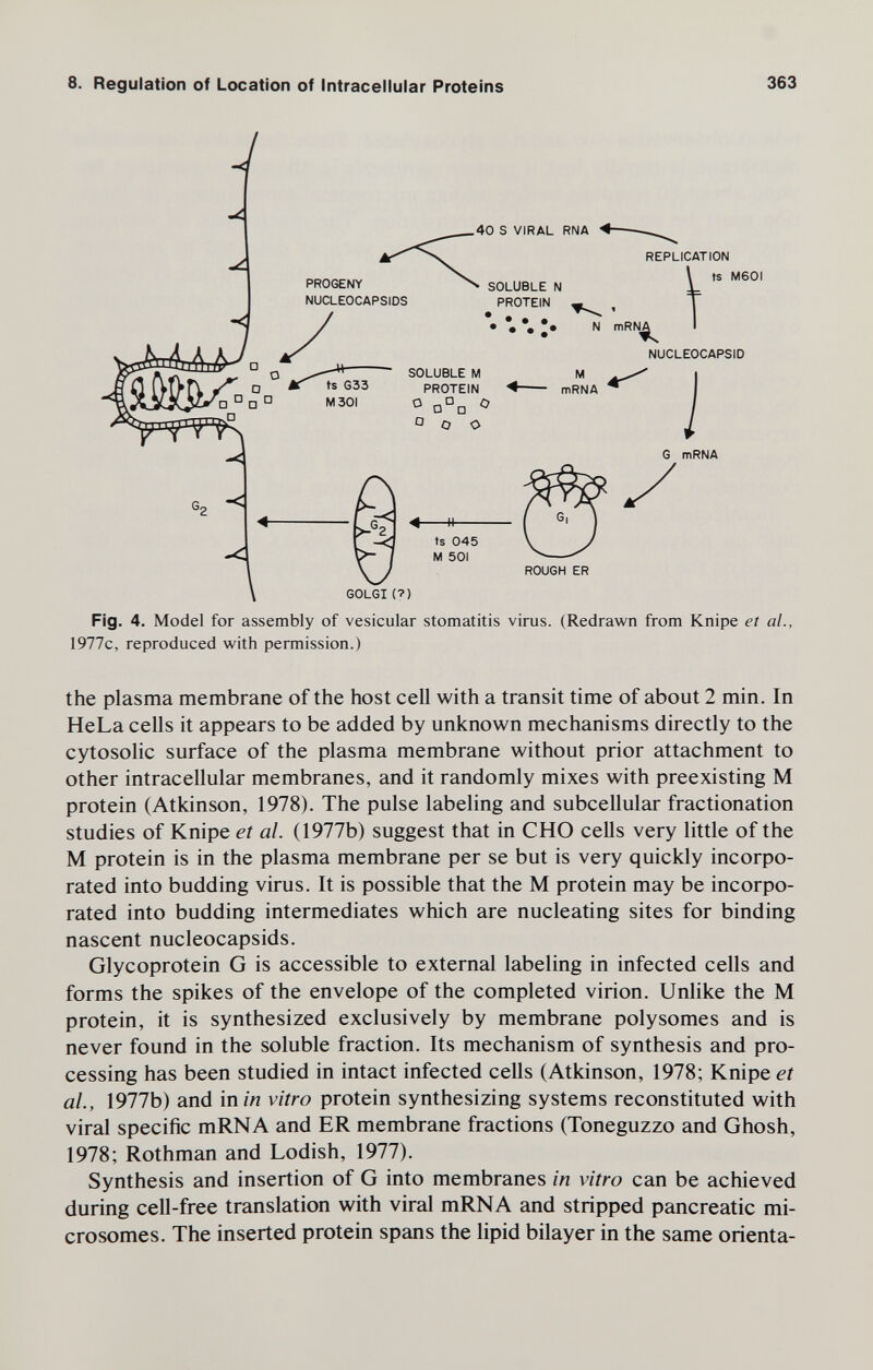 8. Regulation of Location of Intracellular Proteins 363 Fig. 4. Model for assembly of vesicular stomatitis virus. (Redrawn from Knipe et al., 1977c, reproduced with permission.) the plasma membrane of the host cell with a transit time of about 2 min. In HeLa cells it appears to be added by unknown mechanisms directly to the cytosolic surface of the plasma membrane without prior attachment to other intracellular membranes, and it randomly mixes with preexisting M protein (Atkinson, 1978). The pulse labeling and subcellular fractionation studies of Knipe et al. (1977b) suggest that in CHO cells very little of the M protein is in the plasma membrane per se but is very quickly incorpo¬ rated into budding virus. It is possible that the M protein may be incorpo¬ rated into budding intermediates which are nucleating sites for binding nascent nucleocapsids. Glycoprotein G is accessible to external labeling in infected cells and forms the spikes of the envelope of the completed virion. Unlike the M protein, it is synthesized exclusively by membrane polysomes and is never found in the soluble fraction. Its mechanism of synthesis and pro¬ cessing has been studied in intact infected cells (Atkinson, 1978; Knipe et al., 1977b) and inm vitro protein synthesizing systems reconstituted with viral specific mRNA and ER membrane fractions (Toneguzzo and Ghosh, 1978; Rothman and Lodish, 1977). Synthesis and insertion of G into membranes in vitro can be achieved during cell-free translation with viral mRNA and stripped pancreatic mi¬ crosomes. The inserted protein spans the lipid bilayer in the same orienta-