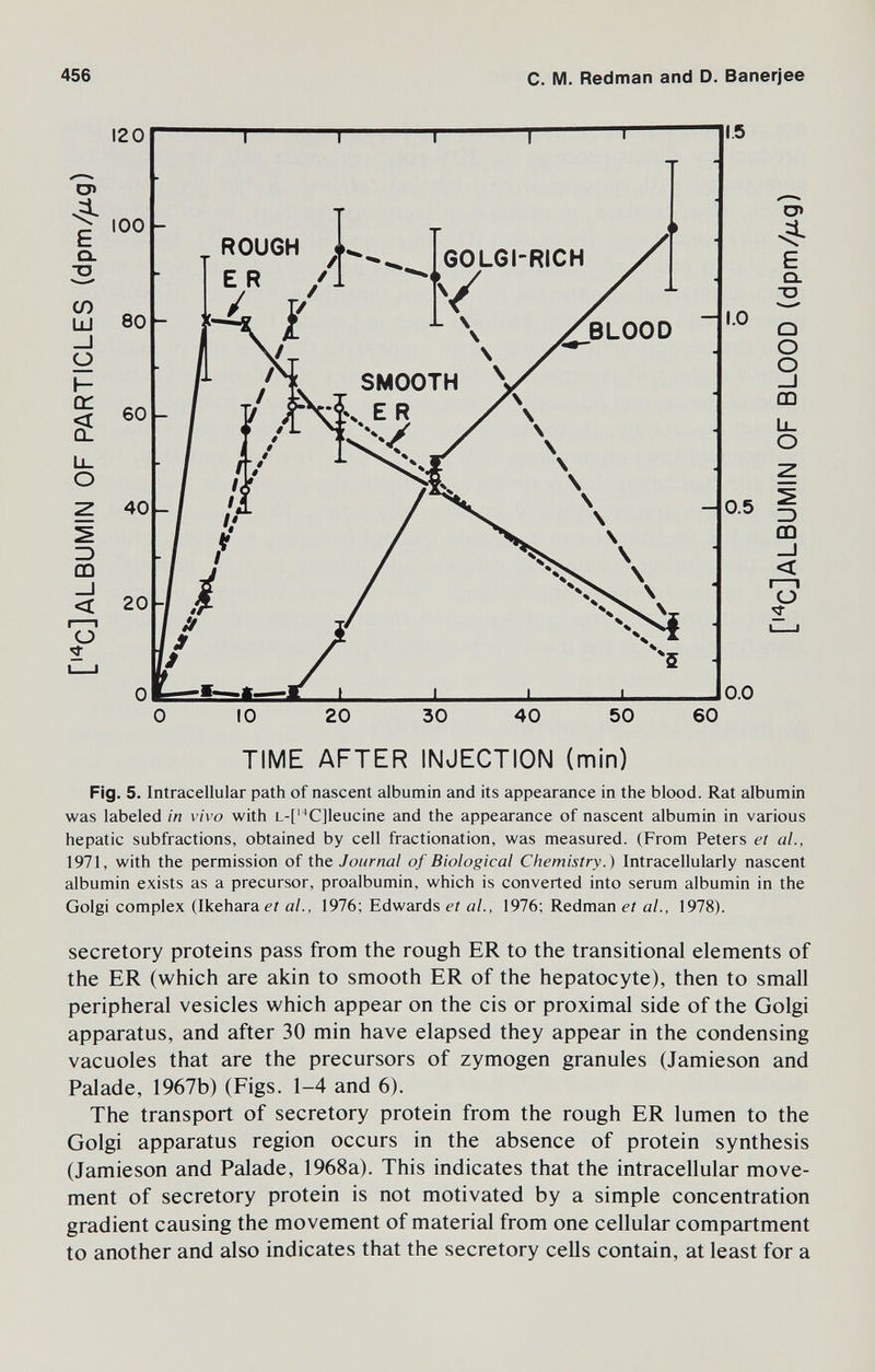 456 С. M. Redman and D. Banerjee 120 1.0 0.5 o> E Q. ■o Q О О _l m Ll о =) m _j < о 0.0 60 TIME AFTER INJECTION (min) Fig. 5. Intracellular path of nascent albumin and its appearance in the blood. Rat albumin was labeled in vivo with L-['^C]leucine and the appearance of nascent albumin in various hepatic subfractions, obtained by cell fractionation, was measured. (From Peters et al., 1971, with the permission of the Journal of Biological Chemistry.) Intracellularly nascent albumin exists as a precursor, proalbumin, which is converted into serum albumin in the Golgi complex (Ikehara et al., 1976; Edwards et al., 1976; Redman et al., 1978). secretory proteins pass from the rough ER to the transitional elements of the ER (which are akin to smooth ER of the hepatocyte), then to small peripheral vesicles which appear on the eis or proximal side of the Golgi apparatus, and after 30 min have elapsed they appear in the condensing vacuoles that are the precursors of zymogen granules (Jamieson and Palade, 1967b) (Figs. 1-4 and 6). The transport of secretory protein from the rough ER lumen to the Golgi apparatus region occurs in the absence of protein synthesis (Jamieson and Palade, 1968a). This indicates that the intracellular move¬ ment of secretory protein is not motivated by a simple concentration gradient causing the movement of material from one cellular compartment to another and also indicates that the secretory cells contain, at least for a