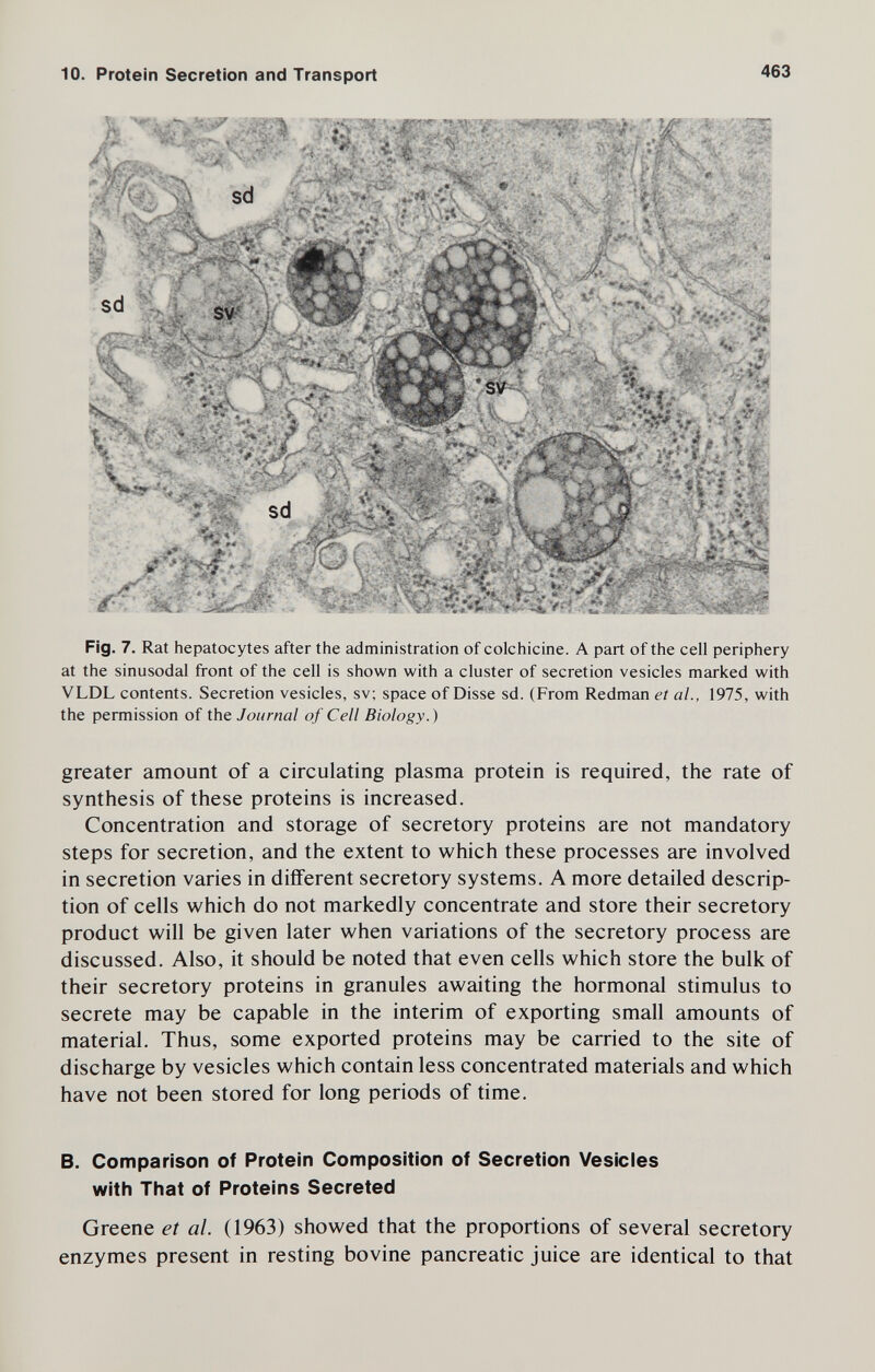 10. Protein Secretion and Transport 463 Fig. 7. Rat hepatocytes after the administration of colchicine. A part of the cell periphery at the sinusodal front of the cell is shown with a cluster of secretion vesicles marked with VLDL contents. Secretion vesicles, sv; space of Disse sd. (From Redman et al., 1975, with the permission of ihe Journal of Cell Biology.) greater amount of a circulating plasma protein is required, the rate of synthesis of these proteins is increased. Concentration and storage of secretory proteins are not mandatory steps for secretion, and the extent to which these processes are involved in secretion varies in different secretory systems. A more detailed descrip¬ tion of cells which do not markedly concentrate and store their secretory product will be given later when variations of the secretory process are discussed. Also, it should be noted that even cells which store the bulk of their secretory proteins in granules awaiting the hormonal stimulus to secrete may be capable in the interim of exporting small amounts of material. Thus, some exported proteins may be carried to the site of discharge by vesicles which contain less concentrated materials and which have not been stored for long periods of time. B. Comparison of Protein Composition of Secretion Vesicles with That of Proteins Secreted Greene et al. (1963) showed that the proportions of several secretory enzymes present in resting bovine pancreatic juice are identical to that