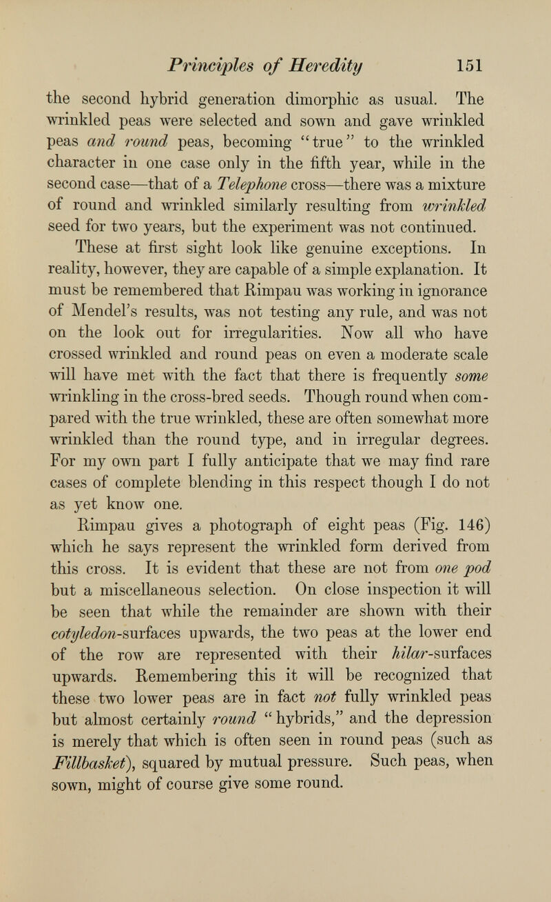 PrilfiGiples of Heredity 151 the second hybrid generation dimorphic as usual. The wrinkled peas were selected and sown and gave wrinkled peas and round peas, becoming true to the wrinkled character in one case only in the fifth year, while in the second case—that of a Telephone cross—there was a mixture of round and wrinkled similarly resulting from wrinkled seed for two years, but the experiment was not continued. These at first sight look like genuine exceptions. In reality, however, they are capable of a simple explanation. It must be remembered that Kimpau was working in ignorance of Mendel's results, was not testing any rule, and was not on the look out for irregularities. Now all who have crossed wrinkled and round peas on even a moderate scale will have met with the fact that there is frequently some wrinkling in the cross-bred seeds. Though round when com¬ pared with the true wrinkled, these are often somewhat more wrinkled than the round type, and in irregular degrees. For my own part I fully anticipate that we may find rare cases of complete blending in this respect though I do not as yet know one. Rimpau gives a photograph of eight peas (Fig. 146) which he says represent the wrinkled form derived from this cross. It is evident that these are not from one pod but a miscellaneous selection. On close inspection it will be seen that while the remainder are shown with their cotyledon-mria^cQS, upwards, the two peas at the lower end of the row are represented with their /¿¿/ar-surfaces upwards. Remembering this it will be recognized that these two lower peas are in fact not fully wrinkled peas but almost certainly round  hybrids, and the depression is merely that which is often seen in round peas (such as Fillbashet), squared by mutual pressure. Such peas, when sown, might of course give some round.