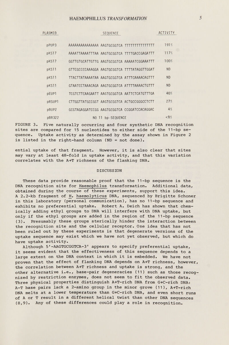 HAEMOPHILLUS TRANSFORMATION PLASMID SEQUENCE ACTIVITY FIGURE 3. Five naturally occurring and four synthetic DNA recognition sites are compared for 15 nucleotides to either side of the 11-bp se¬ quence. Uptake activity as determined by the assay shown in Figure 2 is listed in the right-hand column (ND = not done). ential uptake of that fragment. However, it is also clear that sites may vary at least 48-fold in uptake activity, and that this variation correlates with the A+T richness of the flanking DNA. DISCUSSION These data provide reasonable proof that the 11-bp sequence is the DNA recognition site for Haemophilus transformation. Additional data, obtained during the course of these experiments, support this idea. A 2.2-kb fragment of II. haemolyticus DNA, sequenced by Brigitte Schoner in this laboratory (personal communication), has no 11-bp sequence and exhibits no preferential uptake. Robert A. Deich has shown that chem¬ ically adding ethyl groups to DNA will interfere with DNA uptake, but only if the ethyl groups are added in the region of the 11-bp sequence (3). Presumably these groups sterically hinder the interaction between the recognition site and the cellular receptor. One idea that has not been ruled out by these experiments is that degenerate versions of the uptake sequence may exist which we have not yet observed, but which do have uptake activity. Although 5'-AAGTGCGGTCA-3' appears to specify preferential uptake, it seems evident that the effectiveness of this sequence depends to a large extent on the DNA context in which it is embedded. We have not proven that the effect of flanking DNA depends on A+T richness, however the correlation between A+T richness and uptake is strong, and the other alternative i.e., base-pair degeneracies (11) such as those recog nized by restriction enzymes, does not seem to fit the observed data. Three physical properties distinguish A+T-rich DNA from G+C-rich DNA: A-T base pairs lack a 2-amino group in the minor grove (11), A+T-rich DNA melts at a lower temperature than G+C-rich DNA, and even short runs of A or T result in a different helical twist than other DNA sequences (8,9). Any of these differences could play a role in recognition.