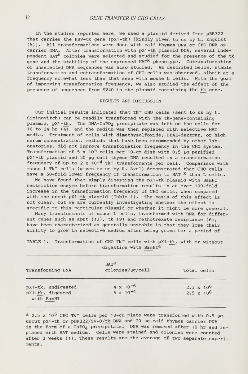 32 GENE TRANSFER IN CHO CELLS In the studies reported here, we used a plasmid derived from pBR322 that carries the HSV-tk gene (pXI-tk) [kindly given to us by L. Enquist (5)]. All transformations were done with calf thymus DNA or CHO DNA as carrier DNA. After transformation with pX1-tk plasmid DNA, several inde¬ pendent HAT^ colonies were selected and studied for the presence of the tìc gene and the stability of the expressed HAT^ phenotype. Cotransformation of unselected DNA sequences was also studied. As described below, stable transformation and cotransformation of CHO cells was observed, albeit at a frequency somewhat less than that seen with mouse L cells. With the goal of improving transformation frequency, we also studied the effect of the presence of sequences from SV40 in the plasmid containing the tìc gene. RESULTS AND DISCUSSION Our initial results indicated that Tk~ CHO cells (sent to us by L. Siminovitch) can be readily transformed with the tk-gene-containing plasmid, pX1-tk. The DNA-CaP04 precipitate was left on the cells for 16 to 24 hr (4), and the medium was then replaced with selective HAT media. Treatment of cells with dimethysulfoxide, DEAE-dextran, or high serum concentration, methods that have been recommended by other lab¬ oratories, did not improve transformation frequency in the CHO system. Transformation of 5 x 10^ cells per 10-cm dish with 0.5 yg purified pXI-tk plasmid and 20 yg calf thymus DNA resulted in a transformation frequency of up to 2 x 10^ Tk' transformants per cell. Comparison with mouse L Tk~ cells (given to us by R. Axel) demonstrated that CHO cells have a 50-fold lower frequency of transformation to HAT ^ than L cells. We have found that simply digesting the pXI-tk plasmid with BamHI restriction enzyme before transformation results in an over 100-fold increase in the transformation frequency of CHO cells, when compared with the uncut pXI-tk plasmid (Table 1). The basis of this effect is not clear, but we are currently investigating whether the effect is specific to this particular plasmid or whether it might be more general. Many transformants of mouse L cells, transformed with DNA for differ¬ ent genes such as aprt (13), tìc (9) and methotrexate resistance (6), have been characterized as generally unstable in that they lose their ability to grow in selective medium after being grown for a period of TABLE 1. Transformation of CHO Tk~ cells with pXI-tk, with or without digestion with BamHI® hatR Transforming DNA colonies/yg/cell Total cells pXI-tk, undigested 4 x 10^ 2.3 x 10^ pXI-tk, digested 5x10^ 2.5x10^ with BamHI a 2.5 x 10^ CHO Tk cells per 10-cm plate were transformed with 0.5 yg uncut pXI-tk or pBR322/SV-0/tk DNA and 20 yg calf thymus carrier DNA in the form of a CaP04 precipitate. DNA was removed after 18 hr and re¬ placed with HAT medium. Cells were stained and colonies were counted after 2 weeks (1). These results are the average of two separate experi¬ ments .