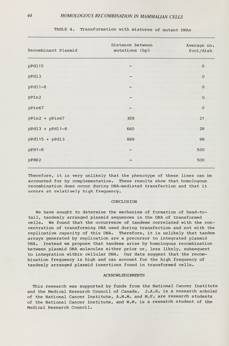 44 HOMOLOGOUS RECOMBINATION IN MAMMALIAN CELLS TABLE 4. Transformation with mixtures of mutant DNAs Distance between Average no. Recombinant Plasmid mutations (bp) foci/dish pPdllS - 0 pPdl3 - 0 pPdl1-8 - 0 pPin2 - 0 pPin67 - 0 pPin2 + pPin67 359 21 pPdlB + pPdl1-8 660 28 pPdllS + pPdlS 889 98 pPHI-8 - 500 pPBR2 - 500 Therefore, it is very unlikely that the phenotype of these lines can be accounted for by complementation. These results show that homologous recombination does occur during DNA-mediated transfection and that it occurs at relatively high frequency. CONCLUSION We have sought to determine the mechanism of formation of head-to- tail, tandemly arranged plasmid sequences in the DNA of transformed cells. We found that the occurrence of tandems correlated with the con¬ centration of transforming DNA used during transfection and not with the replicative capacity of this DNA. Therefore, it is unlikely that tandem arrays generated by replication are a precursor to integrated plasmid DNA. Instead we propose that tandems arise by homologous recombination between plasmid DNA molecules either prior or, less likely, subsequent to integration within cellular DNA. Our data suggest that the recom¬ bination frequency is high and can account for the high frequency of tandemly arranged plasmid insertions found in transformed cells. ACKNOWLEDGEMENTS This research was supported by funds from the National Cancer Institute and the Medical Research Council of Canada. J.A.H. is a research scholar of the National Cancer Institute, A.M.M. and M.F. are research students of the National Cancer Institute, and W.M. is a research student of the Medical Research Council.