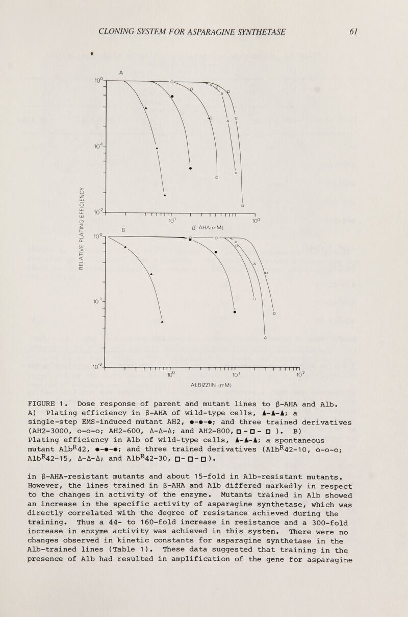 CLONING SYSTEM FOR ASPARAGINE SYNTHETASE 61 « A ALBIZZIIN (mM) FIGURE 1. Dose response of parent and mutant lines to 3-AHA and Alb. A) Plating efficiency in 3-AHA of wild-type cells, k-k-k; a single-step EMS-induced mutant AH2, and three trained derivatives (AH2-3000, o-o-o; AH2-600, Д-Д-А; and AH2-800, □-□- □ ). B) Plating efficiency in Alb of wild-type cells, k-k-k; a spontaneous mutant Alb^42, and three trained derivatives (Alb^42-10, o-o-o; А1Ь^42-15, Д-Л-Д; and А1Ь^42-30, D-D-D)» in 3-AHA-resistant mutants and about 15-fold in Alb-resistant mutants. However, the lines trained in 3-AHA and Alb differed markedly in respect to the changes in activity of the enzyme. Mutants trained in Alb showed an increase in the specific activity of asparagine synthetase, which was directly correlated with the degree of resistance achieved during the training. Thus a 44- to 160-fold increase in resistance and a 300-fold increase in enzyme activity was achieved in this system. There were no changes observed in kinetic constants for asparagine synthetase in the Alb-trained lines (Table 1). These data suggested that training in the presence of Alb had resulted in amplification of the gene for asparagine