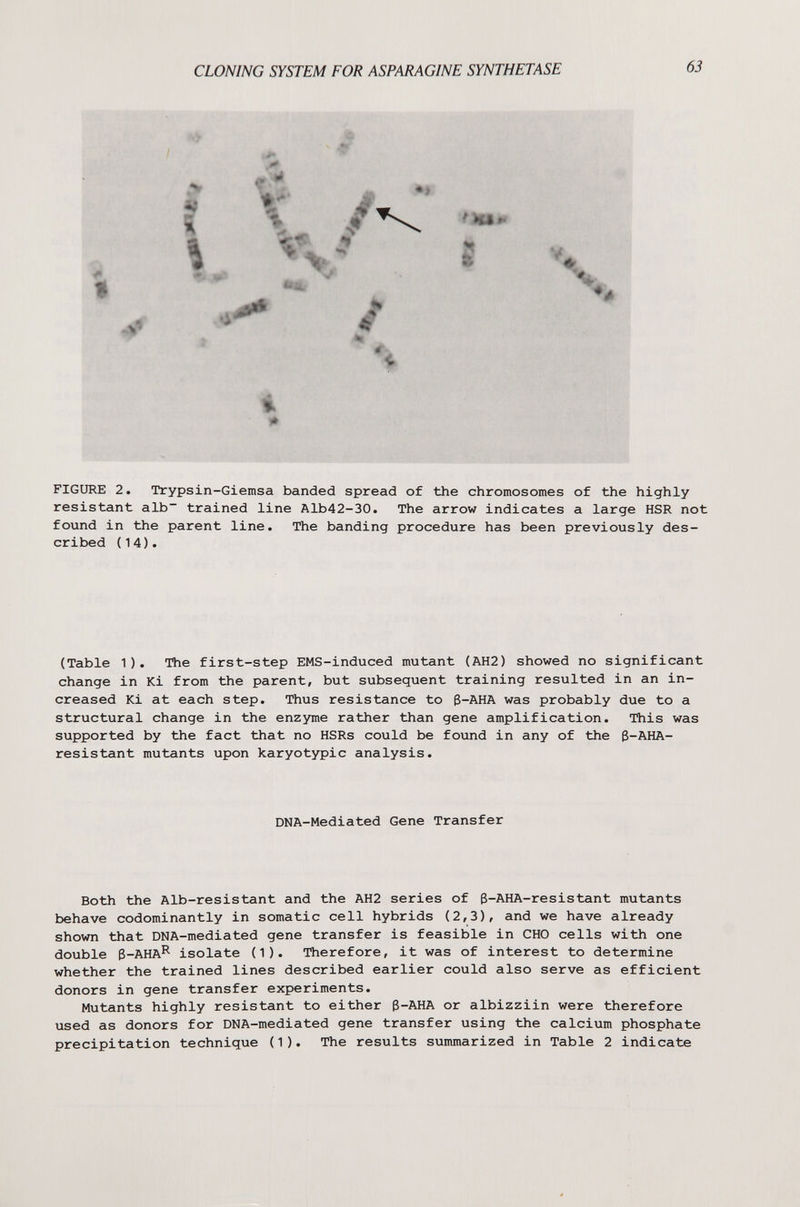 CLONING SYSTEM FOR ASPARAGINE SYNTHETASE 63 FIGURE 2. Trypsin-Giemsa banded spread of the chromosomes of the highly resistant alb trained line Alb42-30. The arrow indicates a large HSR not found in the parent line. The banding procedure has been previously des¬ cribed (14). (Table 1). The first-step EMS-induced mutant (AH2) showed no significant change in Ki from the parent, but subsequent training resulted in an in¬ creased Ki at each step. Thus resistance to 3-AHA was probably due to a structural change in the enzyme rather than gene amplification. This was supported by the fact that no HSRs could be found in any of the g-AHA- resistant mutants upon karyotypic analysis. DNA-Mediated Gene Transfer Both the Alb-resistant and the AH2 series of ß-AHA-resistant mutants behave codominantly in somatic cell hybrids (2,3), and we have already shown that DNA-mediated gene transfer is feasible in CHO cells with one double 3-AHA^ isolate (1). Therefore, it was of interest to determine whether the trained lines described earlier could also serve as efficient donors in gene transfer experiments. Mutants highly resistant to either ß-AIiA or albizziin were therefore used as donors for DNA-mediated gene transfer using the calcium phosphate precipitation technique (1). The results summarized in Table 2 indicate