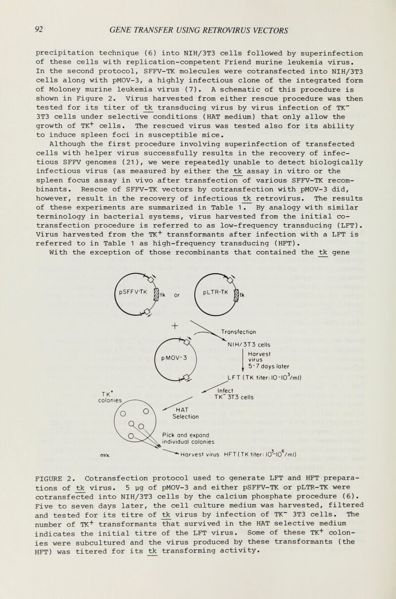 92 GENE TRANSFER USING RETROVIRUS VECTORS precipitation technique (6) into NIH/3T3 cells followed by superinfection of these cells with replication-competent Friend murine leukemia virus. In the second protocol, SFFV-TK molecules were cotransfected into NIH/3T3 cells along with pMOV-3, a highly infectious clone of the integrated form of Moloney murine leukemia virus (7). A schematic of this procedure is shown in Figure 2. Virus harvested from either rescue procedure was then tested for its titer of transducing virus by virus infection of TK~ 3T3 cells under selective conditions (HAT medium) that only allow the growth of TK* cells. The rescued virus was tested also for its ability to induce spleen foci in susceptible mice. Although the first procedure involving superinfection of transfected cells with helper virus successfully results in the recovery of infec¬ tious SFFV genomes (21), we were repeatedly unable to detect biologically infectious virus (as measured by either the ^ assay in vitro or the spleen focus assay in vivo after transfection of various SFFV-TK recom¬ binants. Rescue of SFFV-TK vectors by cotransfection with pMOV-3 did, however, result in the recovery of infectious retrovirus. The results of these experiments are summarized in Table 1. By analogy with similar terminology in bacterial systems, virus harvested from the initial co- transfection procedure is referred to as low-frequency transducing (LFT). Virus harvested from the TK* transformants after infection with a LFT is referred to in Table 1 as high-frequency transducing (HFT). With the exception of those recombinants that contained the tk gene FIGURE 2. Cotransfection protocol used to generate LFT and HFT prepara¬ tions of tk virus. 5 yg of pMOV-3 and either pSFFV-TK or pLTR-TK were cotransfected into NIH/3T3 cells by the calcium phosphate procedure (6). Five to seven days later, the cell culture medium was harvested, filtered and tested for its titre of ^ virus by infection of TK~ 3T3 cells. The number of TK transformants that survived in the HAT selective medium indicates the initial titre of the LFT virus. Some of these TK+ colon¬ ies were subcultured and the virus produced by these transformants (the HFT) was titered for its tk transforming activity.