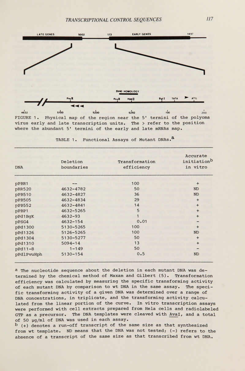 TRANSCRIPTIONAL CONTROL SEQUENCES 117 LATE GENES 173 EARLY GENES PvuK SV40 HOMOLOGY Pvul Нр*П _L. Bgit TATA .J.. АТС 4632 5lbo 5200 S292 100 200 FIGURE 1. Physical map of the region near the 5' termini of the polyoma virus early and late transcription units. The > refer to the position where the abundant 5' termini of the early and late mRNAs map. TABLE 1. Functional Assays of Mutant DNAs, Accurate Deletion Transformation initiation'^ DNA boundaries efficiency in vitro ^ The nucleotide sequence about the deletion in each mutant DNA was de¬ termined by the chemical method of Maxam and Gilbert (5). Transformation efficiency was calculated by measuring the specific transforming activity of each mutant DNA by comparison to wt DNA in the same assay. The speci¬ fic transforming activity of a given DNA was determined over a range of DNA concentrations, in triplicate, and the transforming activity calcu¬ lated from the linear portion of the curve. In vitro transcription assays were performed with cell extracts prepared from Hela cells and radiolabeled GTP as a precursor. The DNA templates were cleaved with Aval, and a total of 50 yg/ml of DNA was used in each assay. ^ (+) denotes a run-off transcript of the same size as that synthesized from wt template. ND means that the DNA was not tested; (-) refers to the absence of a transcript of the same size as that transcribed from wt DNA.