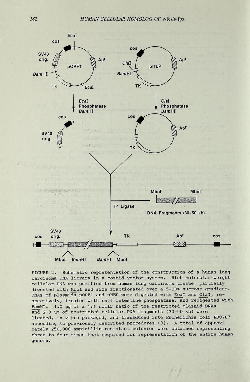 182 HUMAN CELLULAR HOMOLOG OF v-lbs/v-fps Ecal FIGURE 2. Schematic représentation of the-construction of a human lung carcinoma DNA library in a cosmid vector system. High-molecular-weight cellular DNA was purified from human lung carcinoma tissue, partially digested with Mbol and size fractionated over a 5-20% sucrose gradient. DNAs of Plasmids pOPFI and pHEP were digested with Ecal and Clal, re¬ spectively, treated with calf intestine phosphatase, and redigested with BamHI. I.Oyg of a 1:1 molar ratio of the restricted plasmid DNAs and 2.0 ug of restricted cellular DNA fragments (30-50 kb) were ligated, in vi;tro packaged, and transduced into Escherichia coli ED8767 according, ftp previously described procedures (9) . A total of approxi¬ mately 250,000 ampicillin-resistant colonies were obtained representing three to four times that required for representation of the entire human genome. /-J: