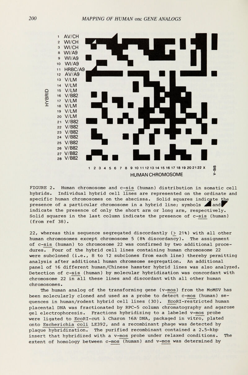 200 MAPPING OF HUMAN one GENE ANALOGS 9 GC m >- I 1 AV/CH 2 WI/CH 3 WI/CH 8 WI/A9 9 WI/A9 WI/A9 HRBC/A9 AV/A9 V/LM V/LM V/LM V/B82 V/LM 8 V/LM 9 V/LM 20 V/LM 21 V/B82 22 V/B82 23 V/B82 24 V/B82 25 V/B82 26 V/B82 27 V/B82 28 V/B82 I 2 3 4 5 6 7 8 9 10 11 12 13 14 15 16 17 18 19 2021 22 X 2 I > HUMAN CHROMOSOME FIGURE 2. Human chromosome and c-sis (human) distribution in somatic cell hybrids. Individual hybrid cell lines are represented on the ordinate and specific human chromosomes on the abscissa. Solid squares indiate the presence of a particular chromosome in a hybrid line; symbols i^and^^ indicate the presence of only the short arm or long arm, respectively. Solid squares in the last column indicate the presence of c-sis (human) (from ref 38). 22, whereas this sequence segregated discordantly (^ 21%) with all other human chromosomes except chromosome 5 (8% discordancy). The assignment of c-sis (human) to chromosome 22 was confirmed by two additional proce¬ dures. Four of the hybrid cell lines containing human chromosome 22 were subcloned (i.e., 8 to 12 subclones from each line) thereby permitting analysis after additional human chromsome segregation. An additional panel of 16 different human/Chinese hamster hybrid lines was also analyzed. Detection of c-sis (human) by molecular hybridization was concordant with chromosome 22 in all these lines and discordant with all other human chromosomes. The human analog of the transforming gene (v-mos) from the MoMSV has been molecularly cloned and used as a probe to detect с-mos (human) se¬ quences in human/rodent hybrid cell lines (30). EcoRI-restricted human placental DNA was fractionated by RPC-5 column chromatography and agarose gel electrophoresis. Fractions hybridizing to a labeled v-mos probe were ligated to EcoRI-cut X Charon 16A DNA, packaged in vitro, plated onto Escherichia coli LE392, and a recombinant phage was detected by plaque hybridization. The purified recombinant contained a 2.5-kbp insert that hybridized with a v-mos probe under relaxed conditions. The extent of homology between с-mos (human) and v-mos was determined by