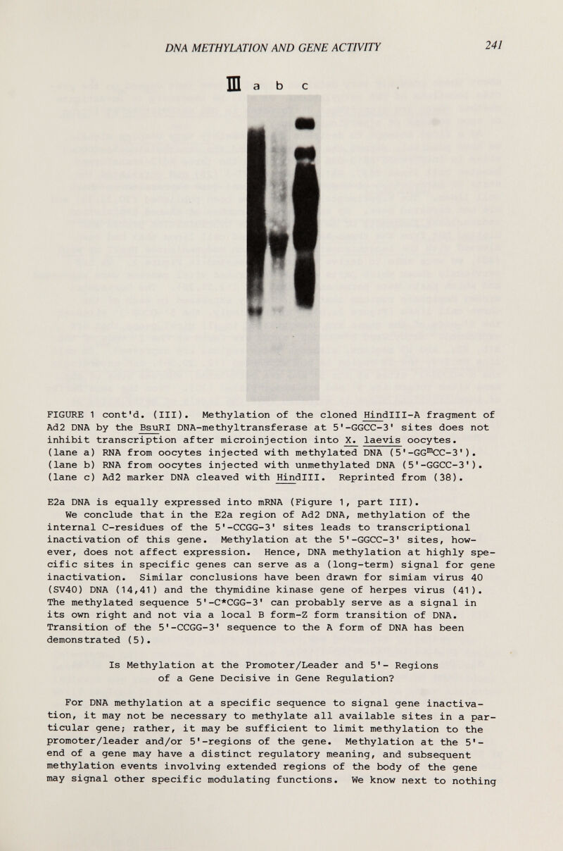 DNA METHYLATION AND GENE ACTIVITY 241 Ш a b С FIGURE 1 cont'd. (III). Methylation of the cloned Hindlll-A fragment of Ad2 DNA by the BsuRI DNA-methyltransferase at 5'-GGCC-3' sites does not inhibit transcription after microinjection into X. laevis oocytes. (lane a) RNA from oocytes injected with methylated DNA ( 5 '-GG'^CC-S' ) . (lane b) RNA from oocytes injected with unmethylated DNA (5'-GGCC-3') . (lane c) Ad2 marker DNA cleaved with Hindlll. Reprinted from (38). E2a DNA is equally expressed into mRNA (Figure 1, part III). We conclude that in the E2a region of Ad2 DNA, methylation of the internal C-residues of the 5'-CCGG-3' sites leads to transcriptional inactivation of this gene. Methylation at the 5'-GGCC-3' sites, how¬ ever, does not affect expression. Hence, DNA methylation at highly spe¬ cific sites in specific genes can serve as a (long-term) signal for gene inactivation. Similar conclusions have been drawn for simiam virus 40 (SV40) DNA (14,41) and the thymidine kinase gene of herpes virus (41). The methylated sequence 5'-C*CGG-3' can probably serve as a signal in its own right and not via a local В form-Z form transition of DNA. Transition of the 5'-CCGG-3' sequence to the A form of DNA has been demons trated (5). Is Methylation at the Promoter/Leader and 5'- Regions of a Gene Decisive in Gene Regulation? For DNA methylation at a specific sequence to signal gene inactiva¬ tion, it may not be necessary to methylate all available sites in a par¬ ticular gene; rather, it may be sufficient to limit methylation to the promoter/leader and/or 5'-regions of the gene. Methylation at the 5'- end of a gene may have a distinct regulatory meaning, and subsequent methylation events involving extended regions of the body of the gene may signal other specific modulating functions. We know next to nothing