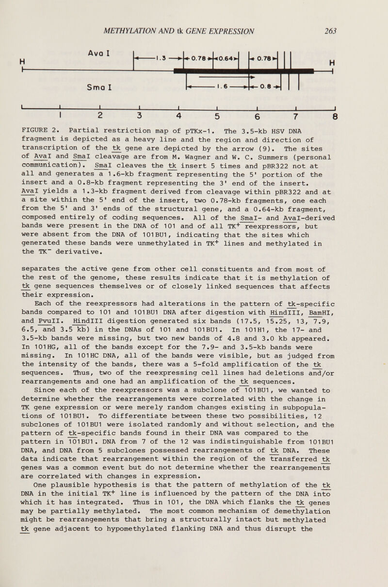 METHYLATION AND tk GENE EXPRESSION 263 H h Ava I Sma I •1.3 ►U 0.78 0,64 J 1.6 0.78 0.8 1 H H I 1 1 1 1 I I I I I 2 3 4 5 6 7 8 FIGURE 2. Partial restriction map of pTKx-1. The 3.5-kb HSV DNA fragment is depicted as a heavy line and the region and direction of transcription of the tìc gene are depicted by the arrow (9). The sites of Aval and SmaI cleavage are from M. Wagner and W. C. Summers (personal communication). SmaI cleaves the insert 5 times and pBR322 not at all and generates a 1.6-kb fragment representing the 5' portion of the insert and a 0.8-kb fragment representing the 3' end of the insert. Aval yields a 1.3-kb fragment derived from cleavage within pBR322 and at a site within the 5' end of the insert, two 0.78-kb fragments, one each from the 5' and 3' ends of the structural gene, and a 0.64-kb fragment, composed entirely of coding sequences. All of the SmaI- and AvaI-derived bands were present in the DNA of 101 and of all TK reexpressors, but were absent from the DNA of 101 BUI, indicating that the sites which generated these bands were unmethylated in TK! lines and methylated in the TK~ derivative. separates the active gene from other cell constituents and from most of the rest of the genome, these results indicate that it is methylation of tk gene sequences themselves or of closely linked sequences that affects their expression. Each of the reexpressors had alterations in the pattern of tk-specific bands compared to 101 and 101 BUI DNA after digestion with Hindlll, BamHI, and PvuII. Hindlll digestion generated six bands (17.5, 15.25, 13, 7.9, 6.5, and 3.5 kb) in the DNAs of 101 and 101 BUI. In 101 HI, the 17- and 3.5-kb bands were missing, but two new bands of 4.8 and 3.0 kb appeared. In 101HG, all of the bands except for the 7.9- and 3.5-kb bands were missing. In 101 HC DNA, all of the bands were visible, but as judged from the intensity of the bands, there was a 5-fold amplification of the tk sequences. Thus, two of the reexpressing cell lines had deletions and/or rearrangements and one had an amplification of the sequences. Since each of the reexpressors was a subclone of 101 BUI, we wanted to determine whether the rearrangements were correlated with the change in TK gene expression or were merely random changes existing in subpopula¬ tions of 101BU1. To differentiate between these two possibilities, 12 subclones of 101 BUI were isolated randomly and without selection, and the pattern of tk-specific bands found in their DNA was compared to the pattern in 101BU1. DNA from 7 of the 12 was indistinguishable from 101BU1 DNA, and DNA from 5 subclones possessed rearrangements of ^ DNA. These data indicate that rearrangement within the region of the transferred genes was a common event but do not determine whether the rearrangements are correlated with changes in expression. One plausible hypothesis is that the pattern of methylation of the tk DNA in the initial TK* line is influenced by the pattern of the DNA into which it has integrated. Thus in 101, the DNA which flanks the tk genes may be partially methylated. The most common mechanism of demethylation might be rearrangements that bring a structurally intact but methylated tk gene adjacent to hypomethylated flanking DNA and thus disrupt the