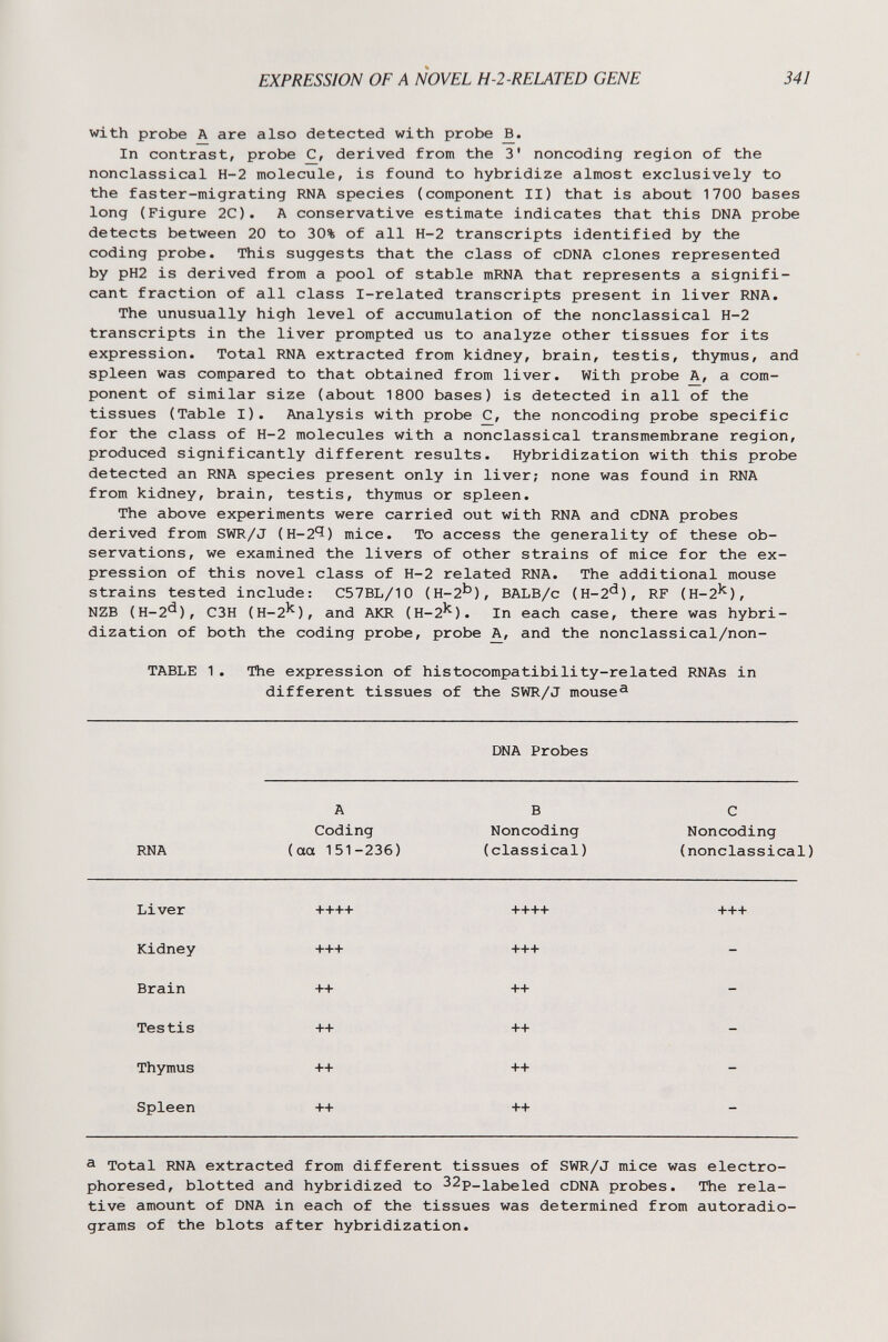 EXPRESSION OF A NOVEL H-2-RELATED GENE 341 with probe A are also detected with probe In contrast, probe C, derived from the 3' noncoding region of the nonclassical H-2 molecule, is found to hybridize almost exclusively to the faster-migrating RNA species (component II) that is about 1700 bases long (Figure 2C). A conservative estimate indicates that this DNA probe detects between 20 to 30% of all H-2 transcripts identified by the coding probe. This suggests that the class of cDNA clones represented by pH2 is derived from a pool of stable mRNA that represents a signifi¬ cant fraction of all class I-related transcripts present in liver RNA. The unusually high level of accumulation of the nonclassical H-2 transcripts in the liver prompted us to analyze other tissues for its expression. Total RNA extracted from kidney, brain, testis, thymus, and spleen was compared to that obtained from liver. With probe A, a com¬ ponent of similar size (about 1800 bases) is detected in all of the tissues (Table I). Analysis with probe C^, the noncoding probe specific for the class of H-2 molecules with a nonclassical transmembrane region, produced significantly different results. Hybridization with this probe detected an RNA species present only in liver; none was found in RNA from kidney, brain, testis, thymus or spleen. The above experiments were carried out with RNA and cDNA probes derived from SWR/J (Н-2Ч) mice. To access the generality of these ob¬ servations, we examined the livers of other strains of mice for the ex¬ pression of this novel class of H-2 related RNA. The additional mouse strains tested include: C57BL/10 (H-2'^), BALB/c (H-2^), RF (H-2^), NZB (H-2^), C3H (H-2'^), and AKR (H-2'^). In each case, there was hybri¬ dization of both the coding probe, probe A, and the nonclassical/non- TABLE 1. The expression of histocompatibility-related RNAs in different tissues of the SWR/J mouse^ ^ Total RNA extracted from different tissues of SWR/J mice was electro- phoresed, blotted and hybridized to 32p_ia)3eied cDNA probes. The rela¬ tive amount of DNA in each of the tissues was determined from autoradio- grams of the blots after hybridization.