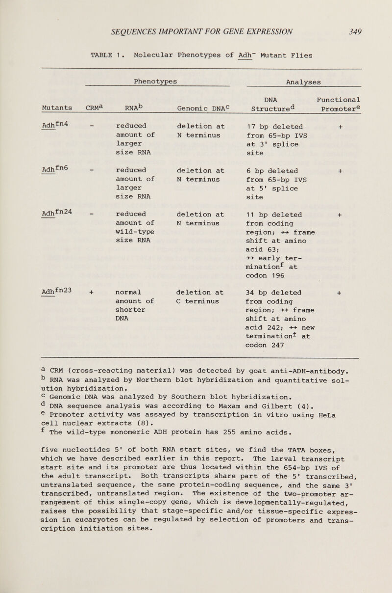 SEQUENCES IMPORTANT FOR GENE EXPRESSION TABLE 1. Molecular Phänotypes of Adh~ Mutant Flies 349 Phenotypes Analyses DNA Functional Mutants CRM^ RNA^^ Genomic DNA^ Structure*^ Promoter® ^ CRM (cross-reacting material) was detected by goat anti-ADH-antibody. RNA was analyzed by Northern blot hybridization and quantitative sol¬ ution hybridization. с Genomic DNA was analyzed by Southern blot hybridization. ^ DNA sequence analysis was according to Maxam and Gilbert (4). ® Promoter activity was assayed by transcription in vitro using HeLa cell nuclear extracts (8). ^ The wild-type monomeric ADH protein has 255 amino acids. five nucleotides 5' of both íiNA start sites, we find the TATA boxes, which we have described earlier in this report. The larval transcript start site and its promoter are thus located within the 654-bp IVS of the adult transcript. Both transcripts share part of the 5' transcribed, untranslated sequence, the same protein-coding sequence, and the same 3' transcribed, untranslated region. The existence of the two-promoter ar¬ rangement of this single-copy gene, which is developmentally-regulated, raises the possibility that stage-specific and/or tissue-specific expres¬ sion in eucaryotes can be regulated by selection of promoters and trans¬ cription initiation sites.