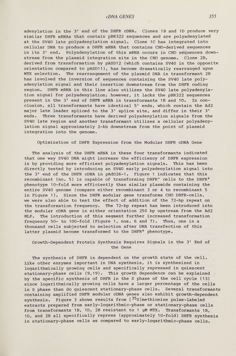 cDNA GENES 355 adenylation in the 3' end of the DHFR cDNA. Clones IB and ID produce very similar DHFR mRNAs that contain pBR322 sequences and are polyadenylated at the SV40 late polyadenylation signal. Clone 1С has integrated into cellular DNA to produce a DHFR mRNA that contains CHO-derived sequences in its 3' end. Polyadenylation of this mRNA occurs in CHO sequences down¬ stream from the plasmid integration site in the CHO genome. Clone 2B, derived from transformation by pASDI2 (which contains SV40 in the opposite orientation compared to pASDI1), has become dramatically rearranged upon MTX selection. The rearrangement of the plasmid DNA in transformant 2B has involved the inversion of sequences containing the SV40 late poly¬ adenylation signal and their insertion downstream from the DHFR coding region. DHFR mRNA in this line also utilizes the SV40 late polyadenyla¬ tion signal for polyadenylation; however, it lacks the pBR322 sequences present in the 3' end of DHFR mRNA in transformants IB and ID. In con¬ clusion, all transformants have identical 5' ends, which contain the Ad2 major late leader spliced to the 3' splice site, and differ in their 3' ends. Three transformants have derived polyadenylation signals from the SV40 late region and another transformant utilizes a cellular polyadeny¬ lation signal approximately 2-kb downstream from the point of plasmid integration into the genome. Optimization of DHFR Expression from the Modular DHFR cDNA Gene The analysis of the DHFR mRNA in these four transformants indicated that one way SV40 DNA might increase the efficiency of DHFR expression is by providing more efficient polyadenylation signals. This has been directly tested by introducing an SV40 early polyadenylation signal into the 3' end of the DHFR cDNA in pAdD26-1. Figure 1 indicates that this recombinant (no. 5) is capable of transforming DHFR cells to the DHER phenotype 10-fold more efficiently than similar plasmids containing the entire SV40 genome (compare either recombinant 3 or 4 to recombinant 5 in Figure 1). Since the DHFR modular gene transforms CHO DHFR-cells, we were also able to test the effect of addition of the 72-bp repeat on the transformation frequency. The 72-bp repeat has been introduced into the modular cDNA gene in either orientation 250 bp upstream from the Ad2 MLP. The introduction of this segment further increased transformation frequency 50- to 100-fold (Figure 1, nos. 6 and 7). Thus, one in a thousand cells subjected to selection after DNA transfection of this latter plasmid become transformed to the DHFR' phenotype. Growth-Dependent Protein Synthesis Requires Signals in the 3' End of the Gene The synthesis of DHFR is dependent on the growth state of the cell. Like other enzymes important in DNA symthesis, it is synthesized in logarithmically growing cells and specifically repressed in quiescent stationary-phase cells (9,19). This growth dependence can be explained by the specific synthesis of DHFR in the S phase of the cell cycle (13) since logarithmically growing cells have a larger percentage of the cells in S phase than do quiescent stationary-phase cells. Several transformants containing amplified DHFR modular cDNA genes also exhibit growth-dependent synthesis. Figure 3 shows results from [^^S]methionine pulse-labeled extracts prepared from early-logarithmic-phase or stationary-phase cells from transformants IB, ID, 2B resistant to 1 уМ MTX. Transformants IB, ID, and 2B all specifically repress (approximately 10-fold) DHFR synthesis in stationary-phase cells as compared to early-logarithmic-phase cells.