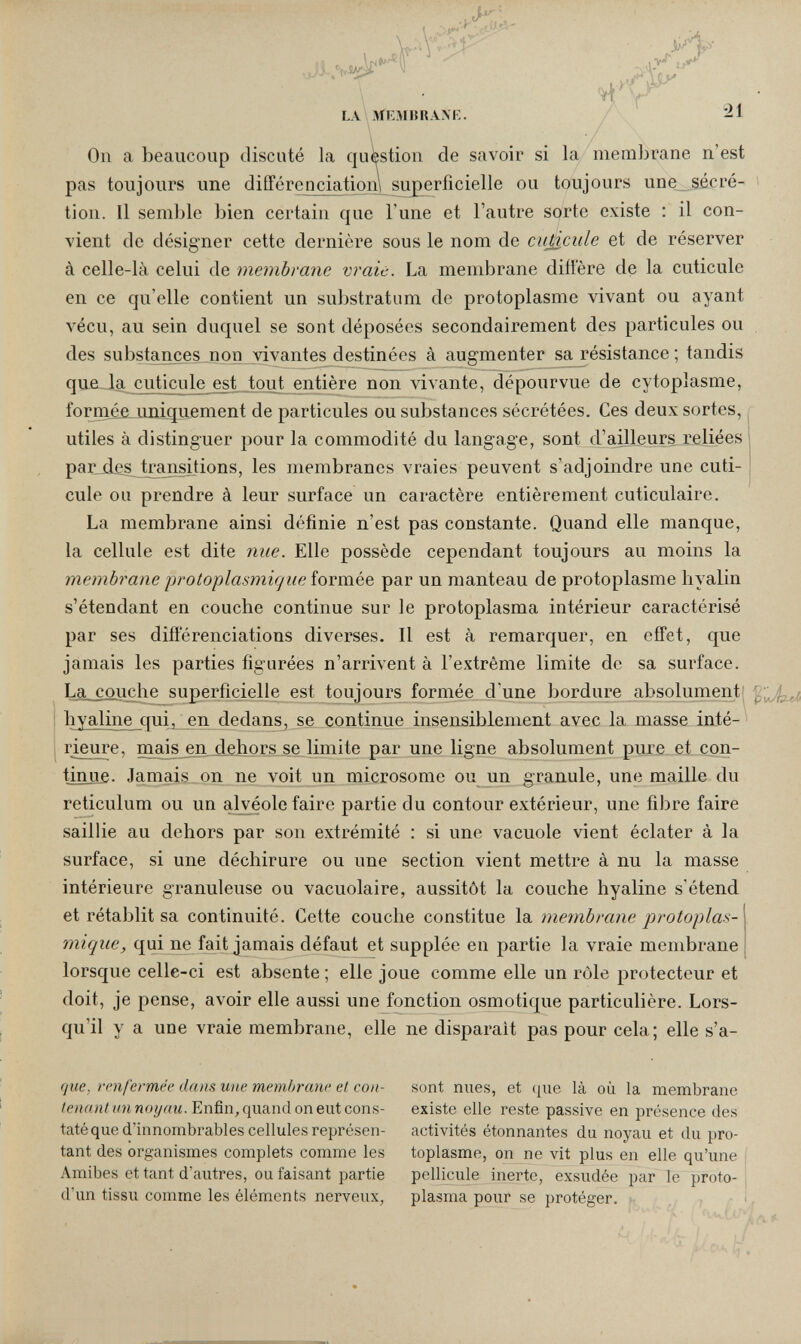 LA MKMim.VNK. / 21 On a beaucoup discuté la question de savoir si la membrane n'est pas toujours une différenciation^ superficielle ou toujours une sécré- tion. Il semble bien certain que l'une et l'autre sorte existe : il con¬ vient de désigner cette dernière sous le nom de cuticule et de réserver à celle-là celui de membrane vraie. La membrane diñere de la cuticule en ce qu'elle contient un substratum de protoplasme vivant ou ayant vécu, au sein duquel se sont déposées secondairement des particules ou des substances non vivantes destinées à augmenter sa résistance ; tandis qae la cuticul^ est tout entière non vivante, dépourvue de cytoplasme, formé_£„ uiiiquement de particules ou substances sécrétées. Ces deux sortes, utiles à distinguer pour la commodité du langage, sont d'ailleurs reliées parjies_y;;aj]Lsitions, les membranes vraies peuvent s'adjoindre une cuti¬ cule ou prendre à leur surface un caractère entièrement cuticulaire. La membrane ainsi définie n'est pas constante. Quand elle manque, la cellule est dite 7iue. Elle possède cependant toujours au moins la membrane protoplasmique îovmèe, par un manteau de protoplasme hyalin s'étendant en couche continue sur le protoplasma intérieur caractérisé par ses différenciations diverses. Il est à remarquer, en effet, que jamais les parties figurées n'arrivent à l'extrême limite de sa surface. La couche superficielle est toujours formée d'une bordure absolument! hyaline qui, en dedans, se continue insensiblement avec la masse iaté-* rieure, mais en dehors se limite par une ligne absolument pure et con- tinue. Jamais on ne voit un microsome ou un granule, une maille du reticulum ou un alvéole faire partie du contour extérieur, une fibre faire saillie au dehors par son extrémité ; si une vacuole vient éclater à la surface, si une déchirure ou une section vient mettre à nu la masse intérieure granuleuse ou vacuolaire, aussitôt la couche hyaline s'étend et rétablit sa continuité. Cette couche constitue la membrane protoplas- mique, qui ne fait jamais défaut et supplée en partie la vraie membrane lorsque celle-ci est absente ; elle joue comme elle un rôle protecteur et doit, je pense, avoir elle aussi une fonction osmotique particulière. Lors¬ qu'il y a une vraie membrane, elle ne disparait pas pour cela; elle s'a- que, renfermée dans une membrane et con- sont nues, et que là où la membrane /e»rtnííínnoí/rm. Enfin, quand on eut cons- existe elle reste passive en présence des tatéque d'innombrables cellules représen- activités étonnantes du noyau et du prê¬ tant des organismes complets comme les toplasme, on ne vit plus en elle qu'une ( Amibes et tant d'autres, ou faisant partie pellicule inerte, exsudée par le proto- d'un tissu comme les éléments nerveux, plasma pour se protéger. . ■ , - I,