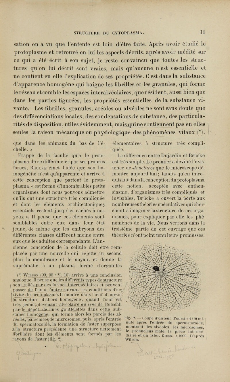 structlßi: du citoplasma. .31 sation on a vu que l'entente est loin d'être faite. Après avoir étudié le protoplasme et retrouvé en lui les aspects décrits, après avoir médité sur ce qui a été écrit à son sujet, je reste convaincu que toutes les struc¬ tures qu'on lui décrit sont vraies, mais qu'aucune n'est essentielle et ne contient en elle l'explication de ses propriétés. C'est dans la substance d'apparence homogène qui baigne les fibrilles et les granules, qui forme le réseau etcomble les espaces interalvéolaires, que résident, aussi bien que dans les parties figurées, les propriétés essentielles de la substance vi¬ vante. Les fibrilles, granules, aréoles ou alvéoles ne sont sans doute que des différenciations locales, des condensations de substance, des particula¬ rités de disposition, utiles évidemment, mais.qui ne contiennent pas en elles seules la raison mécanique ou physiologique des phénomènes vitaux (*). que dans les animaux du bas de l'é¬ chelle. » ■ Frappé de la faculté qu'a le proto¬ plasma de se différencier par ses propres forces, Brücke émet l'idée que son ho¬ mogénéité n'est qu'apparente et arrive à cette conception que partout le proto¬ plasma « est formé d'innombrables petits organismes dont nous pouvons admettre qu'ils ont une structure très compliquée et dont les éléments architectoniques essentiels restent jusqu'ici cachés à nos yeux ». 11 pense que ces éléments sont semblables entre eux dans leur état jeune, de même que les embryons des différentes classes diffèrent moins entre eux que les adultes correspondants. L'an¬ cienne conception de la cellule doit être rem¬ placée par une nouvelle qui rejette au second plan la membrane et le noyau, et donne la suprématie à un plasma formé d'organites (•) \yxLSON (99, 00 : Y, 16) arrive à une conclusion analogue, il pense que les différents types de structure sont_r£liés par des formes intermédiaires et peuvent passer de l'un à l'autre suivant les conditions d'ac- tivUé du protoplasme.il montre dans l'œuf d'oursin la structure d'abord homogène, quand l'œuf est très jeune,- devenant alvéolaire au sem de Hiitschli par le dépAt^dp. lines gouttelettes dans cette sub¬ stance honi^ène, qui forme alors les parois des al- véoÎesTpârscmèesde microsomes;puis, après l'entrée du spermatozoïdé, la formation de l'aster superpose à la structure précédente une structure nettement librillaire dont les éléments sont formés par les rayons de l'aster (fig|. 2). élémentaires à structure très compli¬ quée. La différence entre Dujardin et Brücke est très simple. Le premier a deviné l'exis¬ tence de structures que le microscope dé¬ montre aujourd'hui; tandis qu'en intro¬ duisant dans la conception du protoplasma cette notion, acceptée avec enthou¬ siasme, d'organismes très compliqués et invisibles, brücke a ouvert la porte aux nombreuses théories spéculatives qui cher¬ chent à imaginer la structure de ces orga¬ nismes, pour expliquer par elle les phé nomènes de la vie. Nous verrons dans la troisième partie de cet ouvrage que ces théories n'ont point tenu leurs promesses. Г'.- — 1 • ; |-.jA Fig. 2. — Coupe d'un œui d'oursin \ 1/2 mi¬ nute après rentrée du spermatozoïde, montrant les alvéoles, les microsomes, le i)ronucléus mâle, la pièce intermé¬ diaire et un aster. Gross. : 2000. d'après Wilson. it О.'Л' (.-с