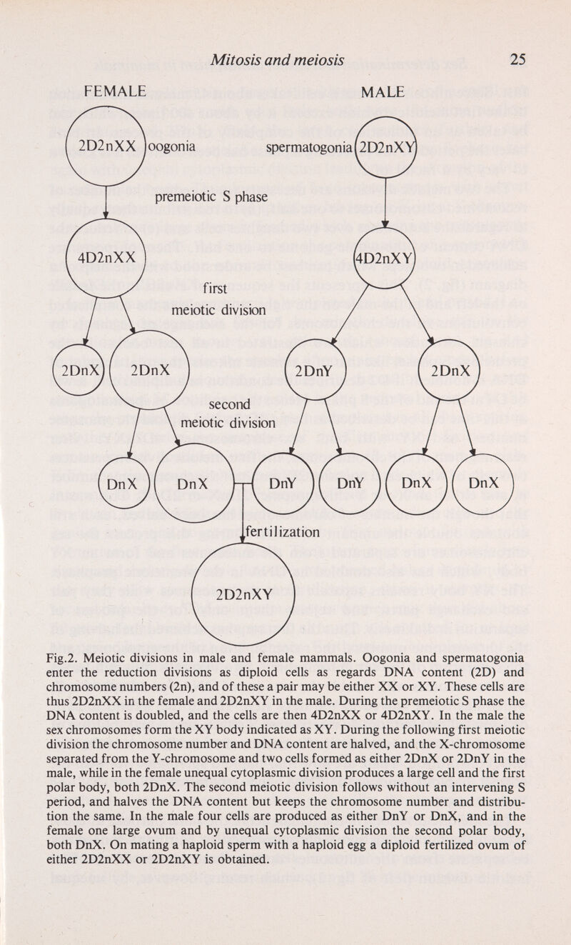 Mitosis and meiosis 25 FEMALE MALE enter the reduction divisions as diploid cells as regards DNA content (2D) and chromosome numbers (2n), and of these a pair may be either XX or XY. These cells are thus 2D2nXX in the female and 2D2nXY in the male. During the premeiotic S phase the DNA content is doubled, and the cells are then 4D2nXX or 4D2nXY. In the male the sex chromosomes form the XY body indicated as XY. During the following first meiotic division the chromosome number and DNA content are halved, and the X-chromosome separated from the Y-chromosome and two cells formed as either 2DnX or 2DnY in the male, while in the female unequal cytoplasmic division produces a large cell and the first polar body, both 2DnX. The second meiotic division follows without an intervening S period, and halves the DNA content but keeps the chromosome number and distribu¬ tion the same. In the male four cells are produced as either DnY or DnX, and in the female one large ovum and by unequal cytoplasmic division the second polar body, both DnX. On mating a haploid sperm with a haploid egg a diploid fertilized ovum of either 2D2nXX or 2D2nXY is obtained.