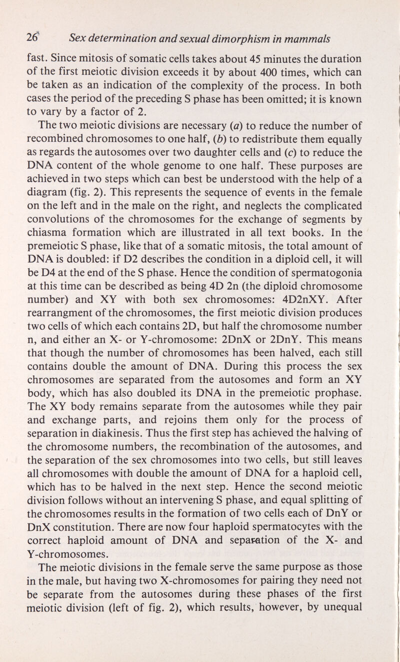 2^ Sex determination and sexual dimorphism in mammals fast. Since mitosis of somatic cells takes about 45 minutes the duration of the first meiotic division exceeds it by about 400 times, which can be taken as an indication of the complexity of the process. In both cases the period of the preceding S phase has been omitted; it is known to vary by a factor of 2. The two meiotic divisions are necessary (a) to reduce the number of recombined chromosomes to one half, {b) to redistribute them equally as regards the autosomes over two daughter cells and (c) to reduce the DNA content of the whole genome to one half. These purposes are achieved in two steps which can best be understood with the help of a diagram (fig. 2). This represents the sequence of events in the female on the left and in the male on the right, and neglects the complicated convolutions of the chromosomes for the exchange of segments by chiasma formation which are illustrated in all text books. In the premeiotic S phase, like that of a somatic mitosis, the total amount of DNA is doubled: if D2 describes the condition in a diploid cell, it will be D4 at the end of the S phase. Hence the condition of spermatogonia at this time can be described as being 4D 2n (the diploid chromosome number) and XY with both sex chromosomes: 4D2nXY. After rearrangment of the chromosomes, the first meiotic division produces two cells of which each contains 2D, but half the chromosome number n, and either an X- or Y-chromosome: 2DnX or 2DnY. This means that though the number of chromosomes has been halved, each still contains double the amount of DNA. During this process the sex chromosomes are separated from the autosomes and form an XY body, which has also doubled its DNA in the premeiotic prophase. The XY body remains separate from the autosomes while they pair and exchange parts, and rejoins them only for the process of separation in diakinesis. Thus the first step has achieved the halving of the chromosome numbers, the recombination of the autosomes, and the separation of the sex chromosomes into two cells, but still leaves all chromosomes with double the amount of DNA for a haploid cell, which has to be halved in the next step. Hence the second meiotic division follows without an intervening S phase, and equal splitting of the chromosomes results in the formation of two cells each of DnY or DnX constitution. There are now four haploid spermatocytes with the correct haploid amount of DNA and separation of the X- and Y-chromosomes. The meiotic divisions in the female serve the same purpose as those in the male, but having two X-chromosomes for pairing they need not be separate from the autosomes during these phases of the first meiotic division (left of fig. 2), which results, however, by unequal