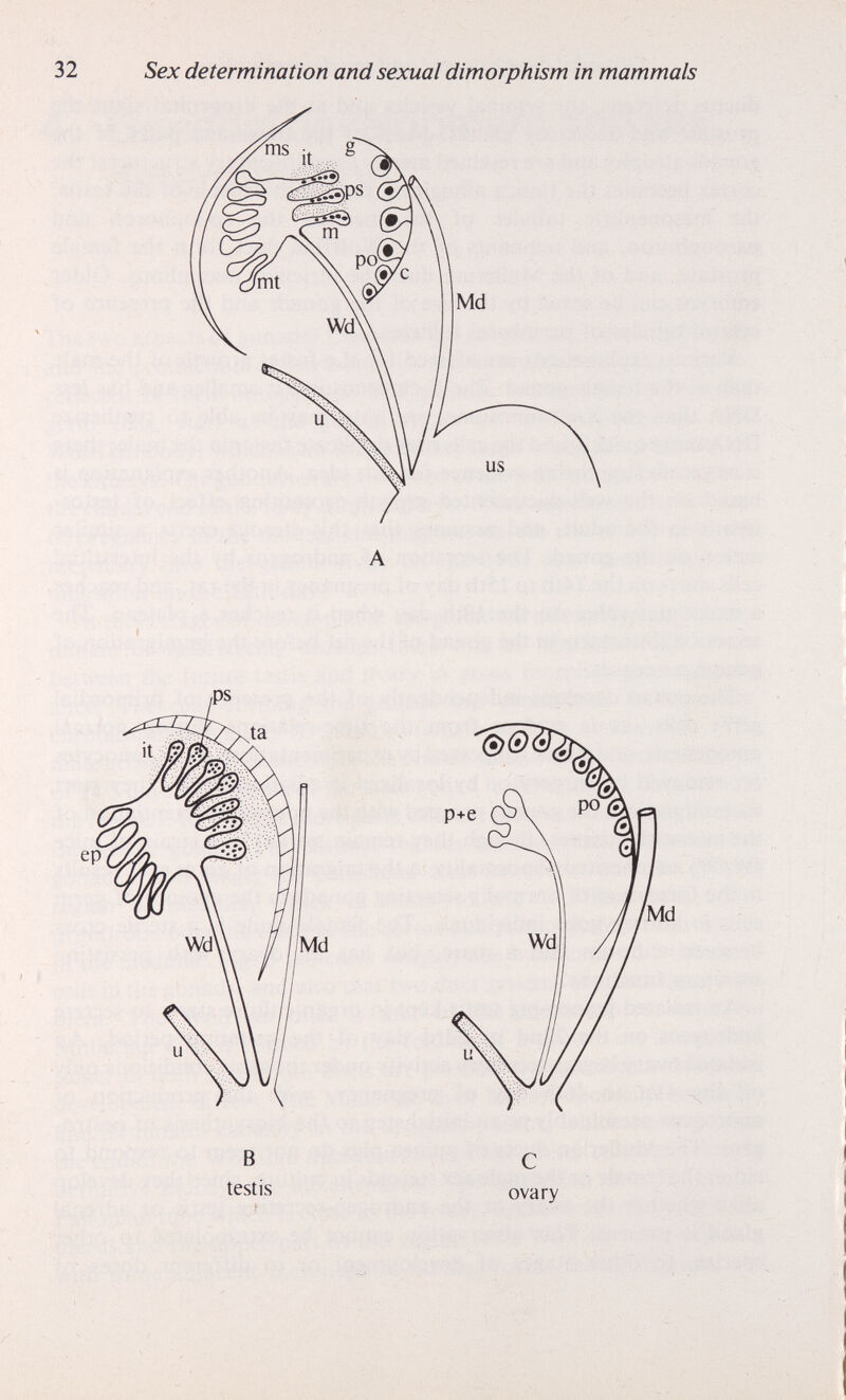 32 Sex determination and sexual dimorphism in mammals A