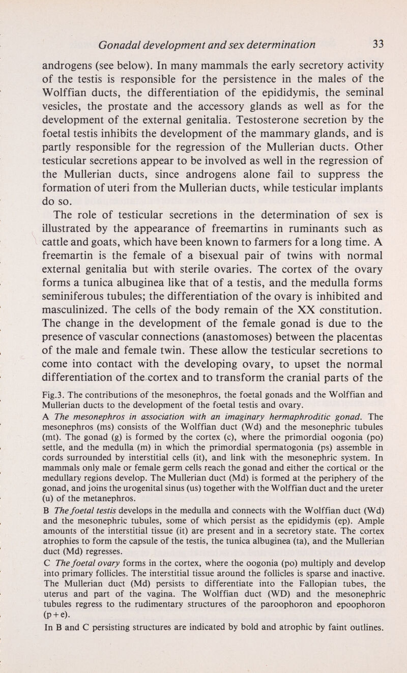 Gonadal development and sex determination 33 androgens (see below). In many mammals the early secretory activity of the testis is responsible for the persistence in the males of the Wolffian ducts, the differentiation of the epididymis, the seminal vesicles, the prostate and the accessory glands as well as for the development of the external genitaha. Testosterone secretion by the foetal testis inhibits the development of the mammary glands, and is partly responsible for the regression of the Mullerian ducts. Other testicular secretions appear to be involved as well in the regression of the Mullerian ducts, since androgens alone fail to suppress the formation of uteri from the Mullerian ducts, while testicular implants do so. The role of testicular secretions in the determination of sex is illustrated by the appearance of freemartins in ruminants such as cattle and goats, which have been known to farmers for a long time. A freemartin is the female of a bisexual pair of twins with normal external genitaha but with sterile ovaries. The cortex of the ovary forms a tunica albuginea hke that of a testis, and the medulla forms seminiferous tubules; the differentiation of the ovary is inhibited and mascuhnized. The cells of the body remain of the XX constitution. The change in the development of the female gonad is due to the presence of vascular connections (anastomoses) between the placentas of the male and female twin. These allow the testicular secretions to come into contact with the developing ovary, to upset the normal differentiation of the cortex and to transform the cranial parts of the Fig.3. The contributions of the mesonephros, the foetal gonads and the Wolffian and Mullerian ducts to the development of the foetal testis and ovary. A The mesonephros in association with an imaginary hermaphroditic gonad. The mesonephros (ms) consists of the Wolffian duct (Wd) and the mesonephric tubules (mt). The gonad (g) is formed by the cortex (c), where the primordial oogonia (po) settle, and the medulla (m) in which the primordial spermatogonia (ps) assemble in cords surrounded by interstitial cells (it), and link with the mesonephric system. In mammals only male or female germ cells reach the gonad and either the cortical or the medullary regions develop. The Mullerian duct (Md) is formed at the periphery of the gonad, and joins the urogenital sinus (us) together with the Wolffian duct and the ureter (u) of the metanephros. В The foetal testis develops in the medulla and connects with the Wolffian duct (Wd) and the mesonephric tubules, some of which persist as the epididymis (ep). Ample amounts of the interstitial tissue (it) are present and in a secretory state. The cortex atrophies to form the capsule of the testis, the tunica albuginea (ta), and the Mullerian duct (Md) regresses. С The foetal ovary forms in the cortex, where the oogonia (po) multiply and develop into primary follicles. The interstitial tissue around the follicles is sparse and inactive. The Mullerian duct (Md) persists to differentiate into the Fallopian tubes, the uterus and part of the vagina. The Wolffian duct (WD) and the mesonephric tubules regress to the rudimentary structures of the paroophoron and epoophoron (p + e). In В and С persisting structures are indicated by bold and atrophic by faint outlines.
