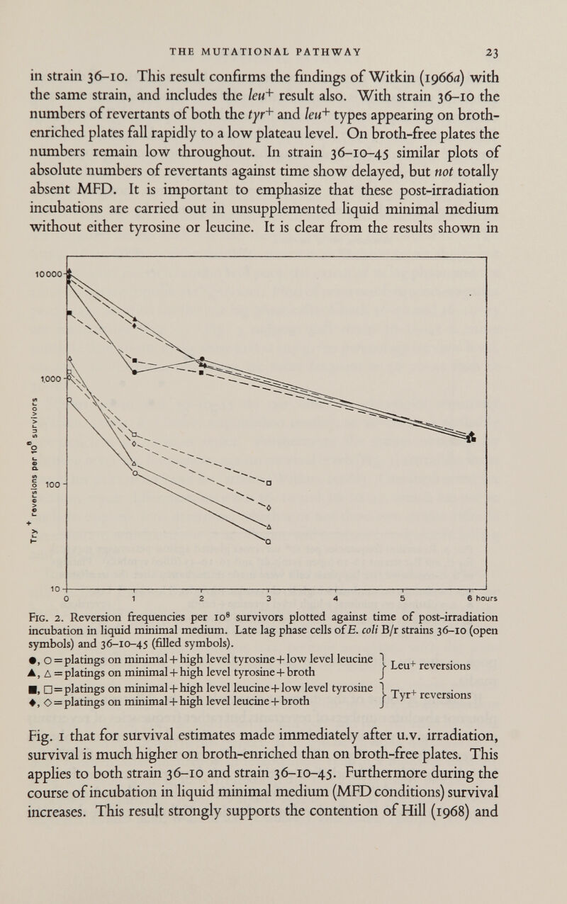 the mutational pathway 23 in strain 36-10. This result confirms the findings of Witkin {гдбба) with the same strain, and includes the leu+ result also. With strain 36-10 the numbers of revertants of both the tyf^ and /еи+ types appearing on broth- enriched plates fall rapidly to a low plateau level. On broth-free plates the numbers remain low throughout. In strain 36-10-45 similar plots of absolute numbers of revertants against time show delayed, but not totally absent MFD. It is important to emphasize that these post-irradiation incubations are carried out in unsupplemented liquid minimal medium without either tyrosine or leucine. It is clear from the results shown in Fig. 2. Reversion frequencies per 10® survivors plotted against time of post-irradiation incubation in liquid minimal medium. Late lag phase cells ofE. coli B/r strains 36-10 (open symbols) and 36-10-45 (filled symbols). • , о = platings on minimal + high level tyrosines-low level leucine 1 т + A, д= platings on minimal + high level tyrosine + broth J reversions И, □=platings on minimal + high level leucine+lov^^ level tyrosine I ^ ♦, О = platings on minimal + high level leucine + broth J reversions Fig. I that for survival estimates made immediately after u.v. irradiation, survival is much higher on broth-enriched than on broth-free plates. This applies to both strain 36-10 and strain 36-10-45. Furthermore during the course of incubation in liquid minimal medium (MFD conditions) survival increases. This result strongly supports the contention of Hill (1968) and