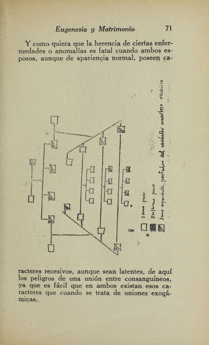 Eugenesia y Matrimonio 71 Y como quiera que la herencia de ciertas enfer¬ medades o anomalías es fatal cuando ambos es¬ posos, aunque de apariencia normal, poseen ça- £ J 1 , 11 5 . I i f Л I Uj л □ racteres recesivos, aunque sean latentes, de aquí los peligros de una unión entre consanguíneos, ya que es fácil que en ambos existan esos ca¬ racteres que cuando se trata de uniones exogá- rnicas.