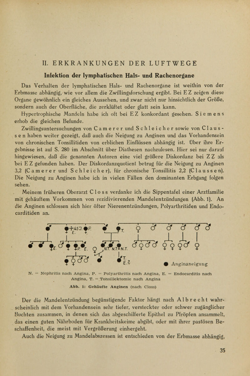 II. ERKRANKUNGEN DER LUFTWEGE Infektion der lymphatischen Hals- und Rachenorgane Das Verhalten der lymphatischen Hals- und Rachenorgane ist weithin von der Erbmasse abhängig, wie vor allem die Zwillingsforschung ergibt. Bei EZ zeigen diese Organe gewöhnlich ein gleiches Aussehen, und zwar nicht nur hinsichtlich der Größe, sondern auch der Oberfläche, die zerklüftet oder glatt sein kann. Hypertrophische Mandeln habe ich oft bei E Z konkordant gesehen. Siemens erhob die gleichen Befunde. Zwillingsuntersuchungen von С a m e r e r und Schleicher sowie von Claus- s e n haben weiter gezeigt, daß auch die Neigung zu Anginen und das Vorhandensein von chronischen Tonsillitiden von erblichen Einflüssen abhängig ist. Über ihre Er¬ gebnisse ist aiif S, 280 im Abschnitt über Diatihesen nachzulesen. Hier sei nur darauf hingewiesen, daß die genannten Autoren eine viel größere Diskordanz bei Z Z als bei E Z gefunden haben. Der Diskordanzquotient betrug für die Neigung zu Anginen 3,2 (Cam er er und Schleicher), für chronische Tonsillitis 2,2 (Claussen). Die Neigung zu Anginen habe ich in vielen Fällen den dominanten Erbgang folgen sehen. Meinem früheren Oberarzt С 1 о s s verdanke ich die Sippentafel einer Arztfamilie mit gehäuftem Vorkommen von rezidivierenden Mcindelentzündungen (Abb. 1). An die Anginen schlössen sich hier öfter Nierenentzündungen, Polyarthritiden und Endo- carditiden an. N. = Nephritis nach Angina, P. = Polyarthritis nach Angina, E. = Endocarditis nach Angina, T. = Tonsillektomie nach Angina Abb. 1: Gehäufte Anginen (nach Closs) Der die Mandelentzündung begünstigende Faktor hängt nach Albrecht wahr¬ scheinlich mit dem Vorhandensein sehr tiefer, versteckter oder schwer zugänglicher Buchten zusammen, in denen sich das abgeschilferte Epithel zu Pfröpfen ansammelt, das einen guten Nährboden für Krankheitskeime abgibt, oder mit ihrer pastösen Be¬ schaffenheit, die meist mit Vergrößerimg einhergeht. Auch die Neigung zu Mandelabszessen ist entschieden von der Erbmasse abhängig. é* é ^ 9 5^ 5^ 5^^ d* cf Ф Atiginaneiguiig 35