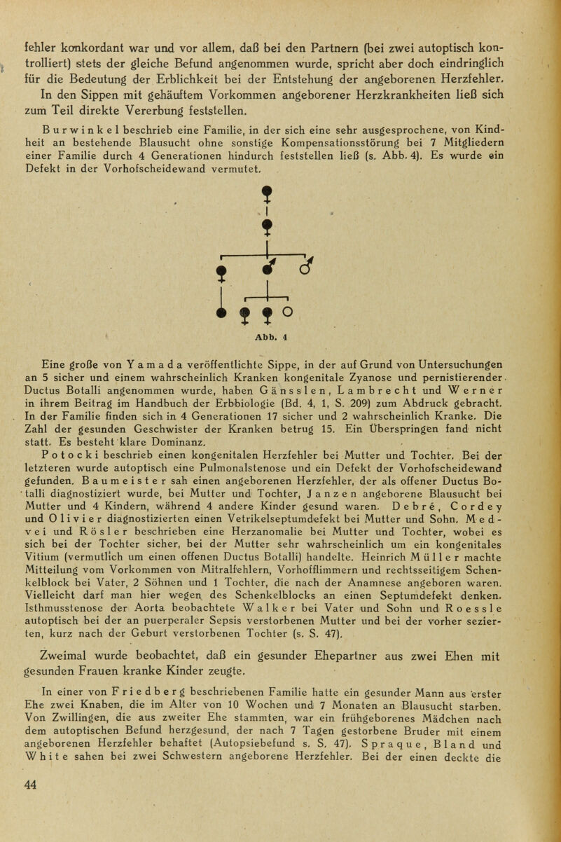 fehler konkordant war und vor allem, daß bei den Partnern (bei zwei autoptisch kon¬ trolliert) stets der gleiche Befund angenommen wurde, spricht aber doch eindringlich für die Bedeutung der Erblichkeit bei der Entstehung der angeborenen Herzfehler, In den Sippen mit gehäuftem Vorkommen angeborener Herzkrankheiten ließ sich zum Teil direkte Vererbung feststellen. Burwinkel beschrieb eine Familie, in der sich eine sehr ausgesprochene, von Kind¬ heit an bestehende Blausucht ohne sonstige Kompensationsstörung bei 7 Mitgliedern einer Familie durch 4 Generationen hindurch feststellen ließ (s. Abb. 4). Es wurde ein Defekt in der Vorhofscheidewand vermutet. Eine große von Y a m a d a veröffentlichte Sippe, in der auf Grund von Untersuchungen an 5 sicher und einem wahrscheinlich Kranken kongenitale Zyanose und pernistierender Ductus Botalli angenommen wurd.e, haben Gänssien, Lambrecht und W e r n e r in ihrem Beitrag im Handbuch der Erbbiologie (Bd. 4, 1, S. 209) zum Abdruck gebracht. In der Familie finden sich in 4 Generationen 17 sicher und 2 wahrscheinlich Kranke. Die Zahl der gesunden Geschwister der Kranken betrug 15. Ein Überspringen fand nicht statt. Es besteht klare Dominanz, Potocki beschrieb einen kongenitalen Herzfehler bei Mutter und Tochter, Bei der letzteren wurde autoptisch eine Pulmonalstenose und ein Defekt der Vorhofscheidewand gefunden, Baumeister sah einen angeborenen Herzfehler, der als offener Ductus Bo- ■ talli diagnostiziert wurde, bei Mutter und Tochter, Janzen angeborene Blausucht bei Mutter und 4 Kindern, während 4 andere Kinder gesund waren. Debré, Cordey und Olivier diagnostizierten einen Vetrikelseptumdefekt bei Mutter und Sohn, Med- V e i und R ö s 1 e r beschrieben eine Herzanomalie bei Mutter und Tochter, wobei es sich bei der Tochter sicher, bei der Mutter sehr wahrscheinlich um ein kongenitales Vitium (vermutlich um einen offenen Ductus Botalli) handelte. Heinrich Müller machte Mitteilung vom Vorkommen von Mitralfehlern, Vorhofflimmern und rechtsseitigem Schen¬ kelblock bei Vater, 2 Söhnen und 1 Tochter, die nach der Anamnese angeboren waren. Vielleicht darf man hier wegen, des Schenkelblocks an einen Septumdefekt denken, Isthmusstenose der Aorta beobachtete Walker bei Vater und Sohn und R о essi e autoptisch bei der an puerperaler Sepsis verstorbenen Mutter und bei der vorher sezier¬ ten, kurz nach der Geburt verstorbenen Tochter (s, S. 47). Zweimal wurde beobachtet, daß ein gesimder Ehepartner aus zwei Ehen mit gesunden Frauen kranke Kinder zeugte. In einer von Friedberg beschriebenen Familie hatte ein gesunder Mann aus erster Ehe zwei Knaben, die im Alter von 10 Wochen und 7 Monaten an Blausucht starben. Von Zwillingen, die aus zweiter Ehe stammten, war ein frühgeborenes Mädchen nach dem autoptischen Befund herzgesund, der nach 7 Tagen gestorbene Bruder mit einem angeborenen Herzfehler behaftet (Autopsiebefund s, S, 47), Spraque, Bland und White sahen bei zwei Schwestern angeborene Herzfehler, Bei der einen deckte die t I f Abb. 4 44