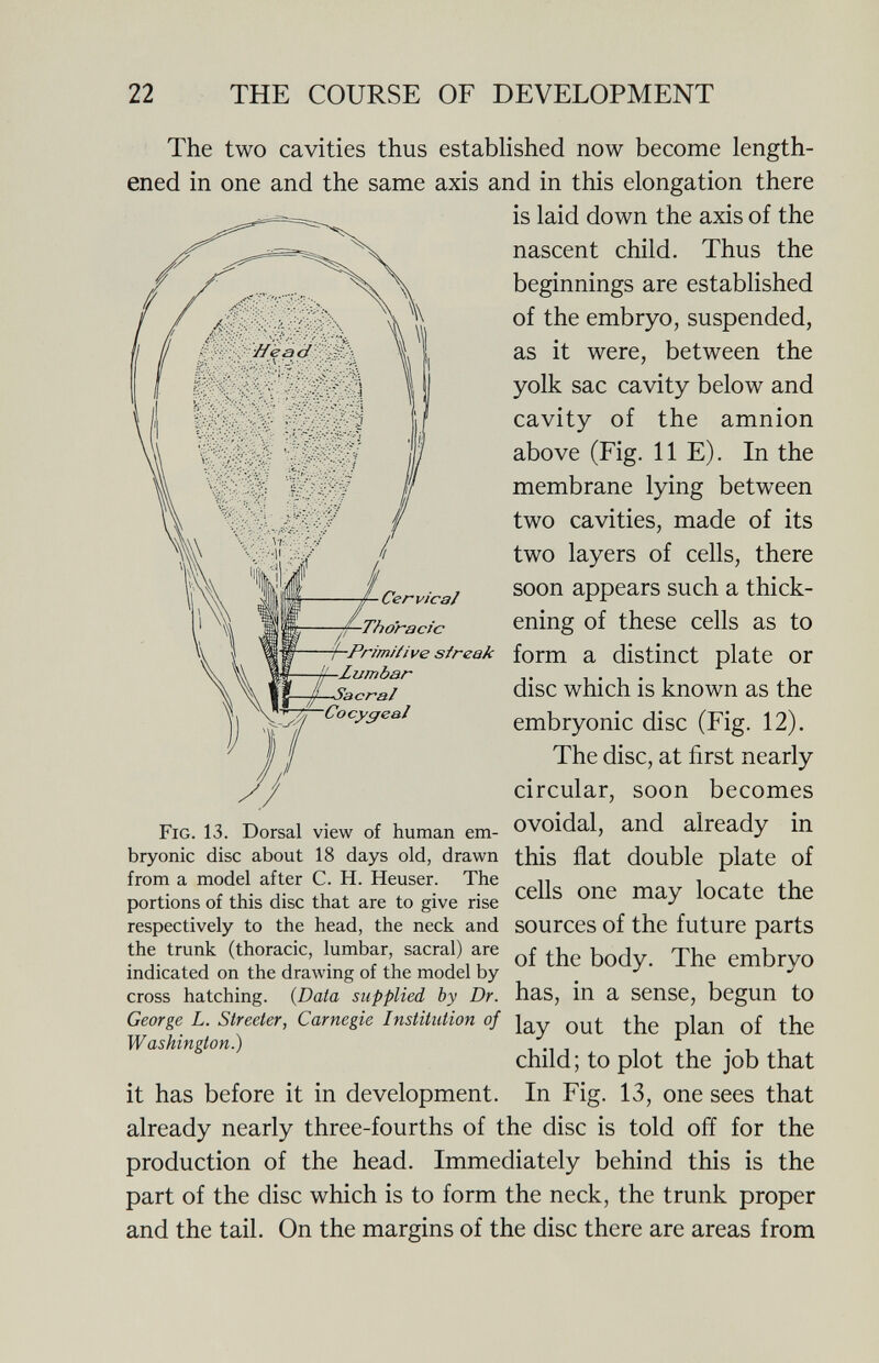22 THE COURSE OF DEVELOPMENT The two cavities thus estabhshed now become length¬ ened in one and the same axis and in this elongation there is laid down the axis of the nascent child. Thus the beginnings are established of the embryo, suspended, as it were, between the yolk sac cavity below and cavity of the amnion above (Fig. HE). In the membrane lying between two cavities, made of its two layers of cells, there soon appears such a thick¬ ening of these cells as to form a distinct plate or disc which is known as the embryonic disc (Fig. 12). The disc, at first nearly circular, soon becomes Fig. 13. Dorsal view of human em- OVOidal, and already in bryonic disc about 18 days old, drawn this flat double plate of from a model after C. H. Heuser. The n i - -1 portions of this disc that are to give rise one may locate the respectively to the head, the neck and SOUrceS of the future parts the trunk (thoracic, lumbar sacral) are embrvO mdicated on the drawmg of the model by ^ ^ cross hatching. {Data supplied by Dr. has, in a Sense, begun tO George L. Streeter, Carnegie Institution of nlan of the Washington?) . 1 , child; to plot the job that it has before it in development. In Fig. 13, one sees that already nearly three-fourths of the disc is told off for the production of the head. Immediately behind this is the part of the disc which is to form the neck, the trunk proper and the tail. On the margins of the disc there are areas from Cervice/ ■Thoracic ■Primiiive sireak Cocy^eaJ
