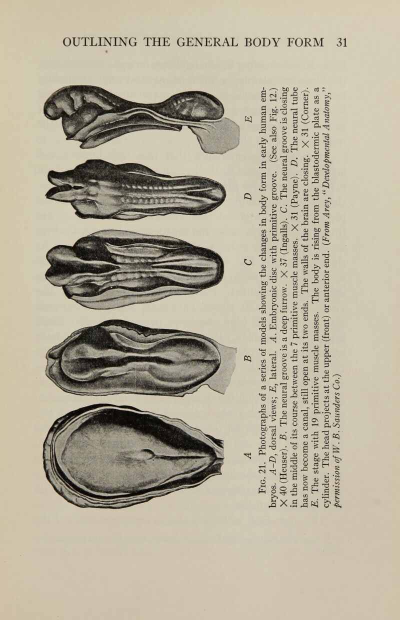 OUTLINING THE GENERAL BODY FORM 31 bO <L> Й Xi о a -g ro у a xs1