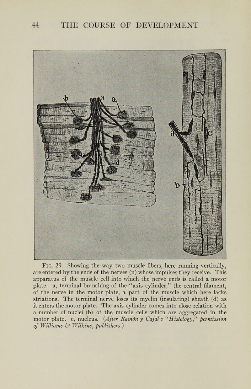 44 THE COURSE OF DEVELOPMENT Fig. 29. Showing the way two muscle fibers, here running vertically, are entered by the ends of the nerves (n) whose impulses they receive. This apparatus of the muscle cell into which the nerve ends is called a motor plate, a, terminal branching of the axis cylinder, the central filament, of the nerve in the motor plate, a part of the muscle which here lacks striations. The terminal nerve loses its myelin (insulating) sheath (d) as it enters the motor plate. The axis cylinder comes into close relation with a number of nuclei (b) of the muscle cells which are aggregated in the motor plate, c, nucleus. {After Ramón y CajaVs Histology, permission of Williams Wilkins, publishers.)