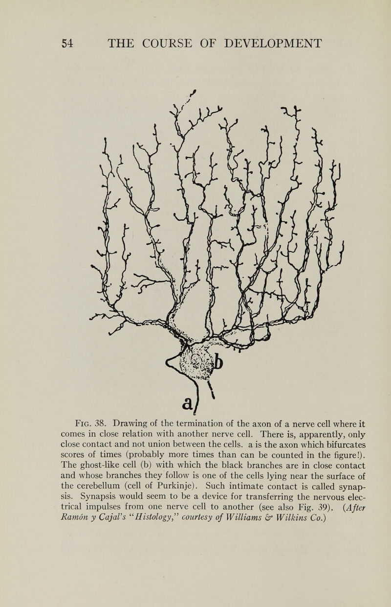 •1 54 THE COURSE OF DEVELOPMENT close contact and not union between the cells, a is the axon which bifurcates scores of times (probably more times than can be counted in the figure!). The ghost-like cell (b) with which the black branches are in close contact and whose branches they follow is one of the cells lying near the surface of the cerebellum (cell of Purkinje). Such intimate contact is called synap¬ sis. Synapsis would seem to be a device for transferring the nervous elec¬ trical impulses from one nerve cell to another (see also Fig. 39). {After Ramón y CajaVs Histology, courtesy of Williams à° Wilkins Co.)