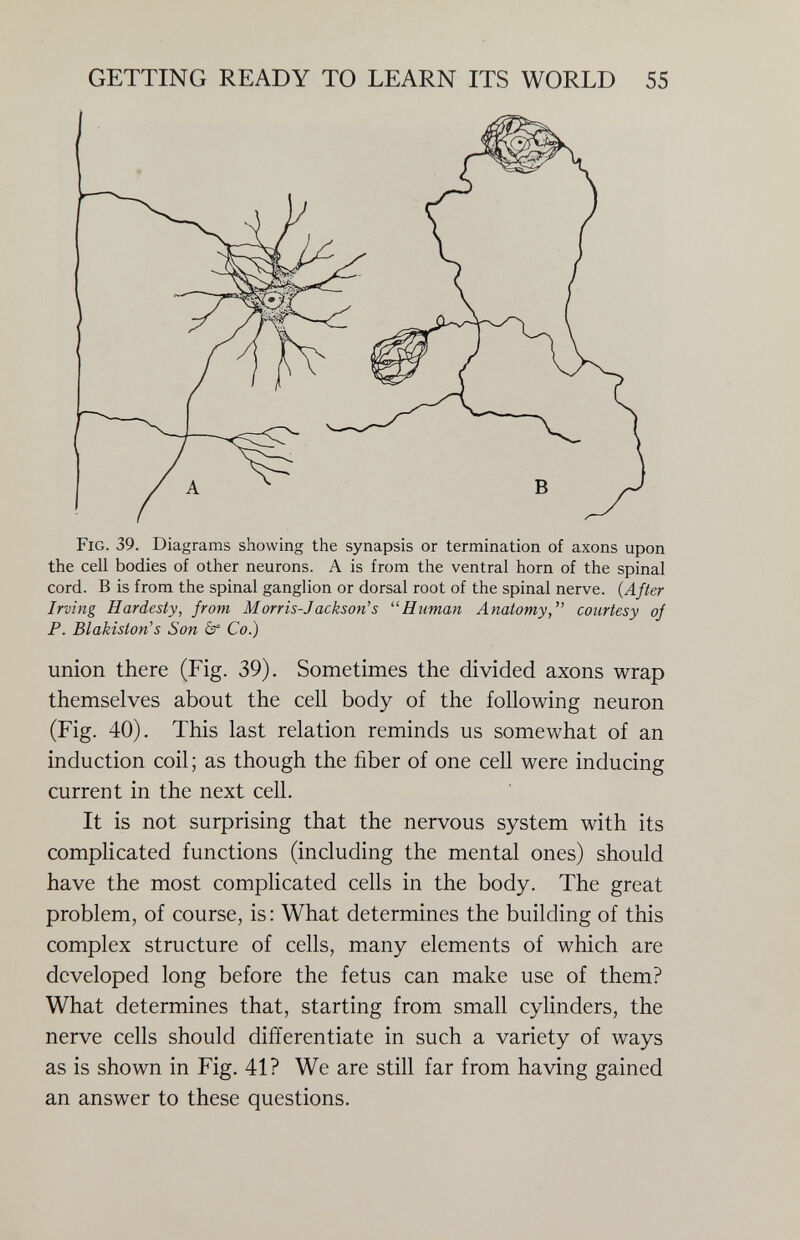 GETTING READY TO LEARN ITS WORLD 55 Fig. 39. Diagrams showing the synapsis or termination of axons upon the cell bodies of other neurons. A is from the ventral horn of the spinal cord. В is from the spinal ganglion or dorsal root of the spinal nerve. {After Irving Hardesty, from Morris-Jackson's Human Anatomy, courtesy of P. Blakiston's Son Co.) union there (Fig. 39). Sometimes the divided axons wrap themselves about the cell body of the following neuron (Fig. 40). This last relation reminds us somewhat of an induction coil ; as though the fiber of one cell were inducing current in the next cell. It is not surprising that the nervous system with its complicated functions (including the mental ones) should have the most comphcated cells in the body. The great problem, of course, is : What determines the building of this complex structure of cells, many elements of which are developed long before the fetus can make use of them? What determines that, starting from small cylinders, the nerve cells should differentiate in such a variety of ways as is shown in Fig. 41? We are still far from having gained an answer to these questions.