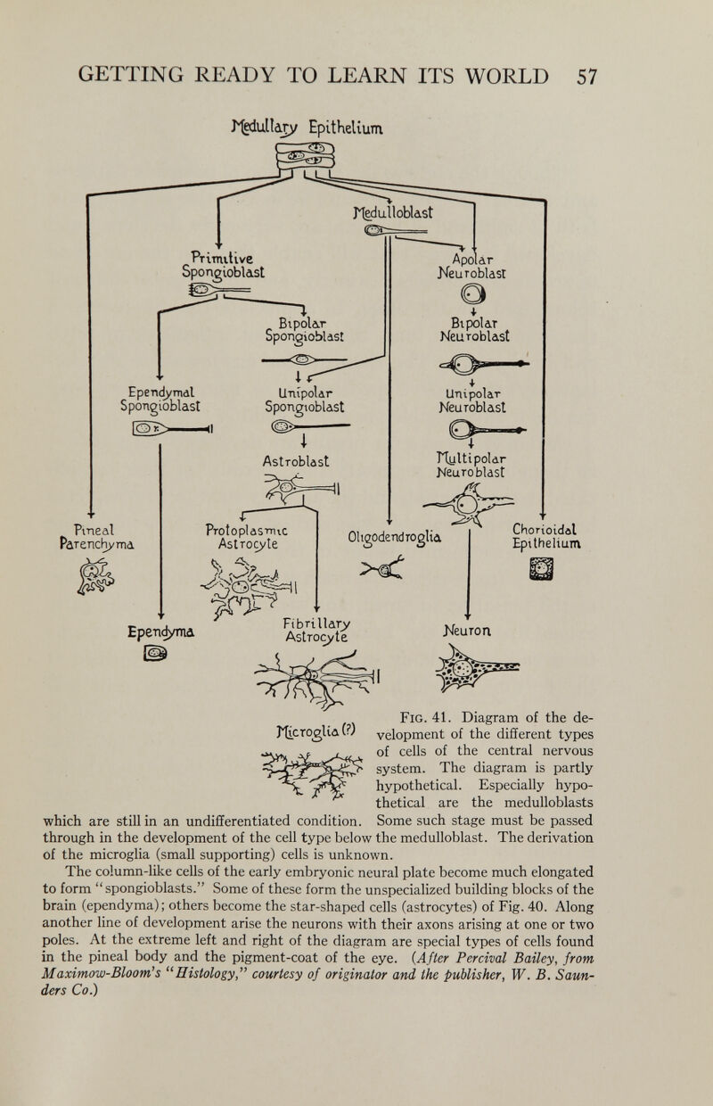 GETTING READY TO LEARN ITS WORLD 57 J^ulkjy Epithelium Primitive Spongioblast Ependymdl Spongioblast Pmeal Parenchyma Bipolar Spongioblast Unipolar Spongwblast -— I Astroblast PTotoplasrni.c Astrette . ; Apo ar Neuroblast i Bipolar Neuroblast Unipolar Neuroblast Ttylti polar Neuroblast Oligodendroglia Fibrillary Astrocyte Chorioidal Epithelium Keuron Ерепфоттй Fig. 41. Diagram of the de- iticTOgUa(?) velopment of the different types of cells of the central nervous system. The diagram is partly hypothetical. Especially hypo¬ thetical are the medulloblasts which are still in an undifferentiated condition. Some such stage must be passed through in the development of the cell type below the medulloblast. The derivation of the microglia (small supporting) cells is unknown. The column-like cells of the early embryonic neural plate become much elongated to form  spongioblasts. Some of these form the unspecialized building blocks of the brain (ependyma) ; others become the star-shaped cells (astrocytes) of Fig. 40. Along another line of development arise the neurons with their axons arising at one or two poles. At the extreme left and right of the diagram are special types of cells found in the pineal body and the pigment-coat of the eye. {After Percival Bailey, from Maximow-Bloom's Histology, courtesy of originator and the publisher, W. B. Saun¬ ders Co.)