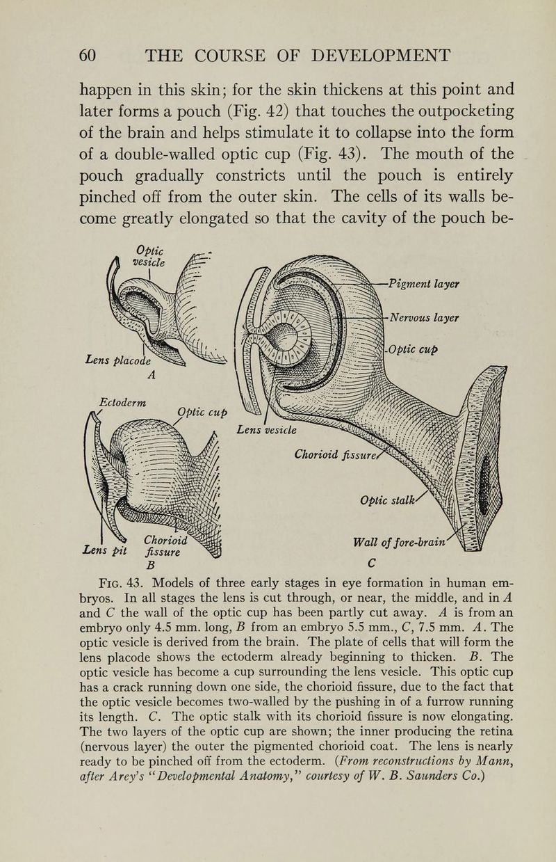 60 THE COURSE OF DEVELOPMENT happen in this skin; for the skin thickens at this point and later forms a pouch (Fig. 42) that touches the outpocketing of the brain and helps stimulate it to collapse into the form of a double-walled optic cup (Fig. 43). The mouth of the pouch gradually constricts until the pouch is entirely pinched off from the outer skin. The cells of its walls be¬ come greatly elongated so that the cavity of the pouch be- B с Fig. 43. Models of three early stages in eye formation in human em¬ bryos. In all stages the lens is cut through, or near, the middle, and in A and С the wall of the optic cup has been partly cut away. A is from an embryo only 4.5 mm. long, В from an embryo 5.5 mm., C, 7.5 mm. A. The optic vesicle is derived from the brain. The plate of cells that will form the lens placode shows the ectoderm already beginning to thicken. B. The optic vesicle has become a cup surrounding the lens vesicle. This optic cup has a crack running down one side, the chorioid fissure, due to the fact that the optic vesicle becomes two-walled by the pushing in of a furrow running its length. C. The optic stalk with its chorioid fissure is now elongating. The two layers of the optic cup are shown; the inner producing the retina (nervous layer) the outer the pigmented chorioid coat. The lens is nearly ready to be pinched off from the ectoderm. {From reconstructions by Mann, after Arey's Developmental Anatomy,'^ courtesy of W. B. Saunders Co.)