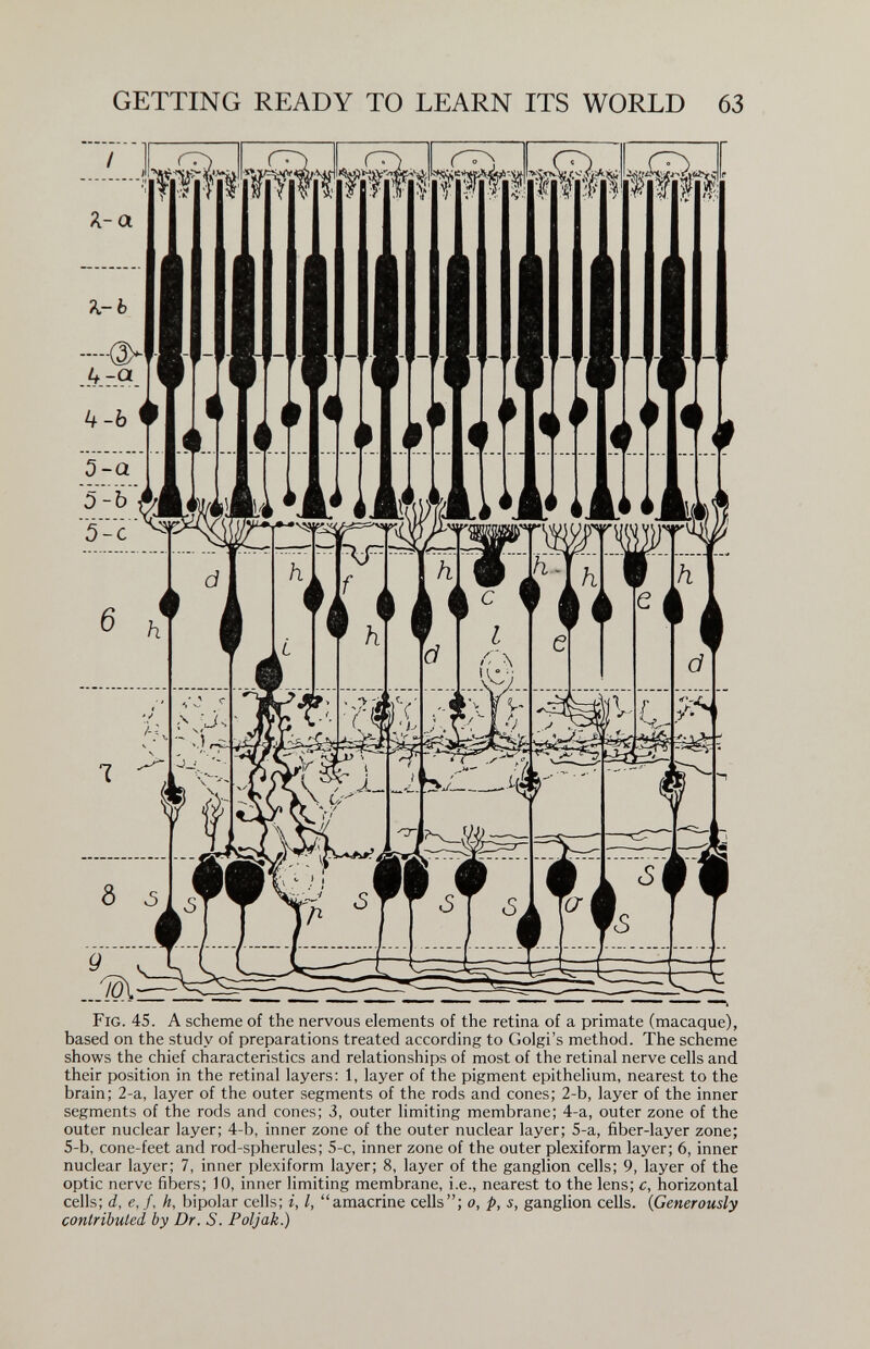 GETTING READY TO LEARN ITS WORLD 63 Fig. 45. A scheme of the nervous elements of the retina of a primate (macaque), based on the study of preparations treated according to Golgi's method. The scheme shows the chief characteristics and relationships of most of the retinal nerve cells and their position in the retinal layers: 1, layer of the pigment epithelium, nearest to the brain; 2-a, layer of the outer segments of the rods and cones; 2-b, layer of the inner segments of the rods and cones; 3, outer limiting membrane; 4-a, outer zone of the outer nuclear layer; 4-b, inner zone of the outer nuclear layer; 5-a, fiber-layer zone; 5-b, cone-feet and rod-spherules; 5-c, inner zone of the outer plexiform layer; 6, inner nuclear layer; 7, inner plexiform layer; 8, layer of the ganglion cells; 9, layer of the optic nerve fibers; 10, inner limiting membrane, i.e., nearest to the lens; c, horizontal cells; d, e, /, h, bipolar cells; i, I, amacrine cells; o, p, s, ganglion cells. {Generously contributed by Dr. S. Poljak.)