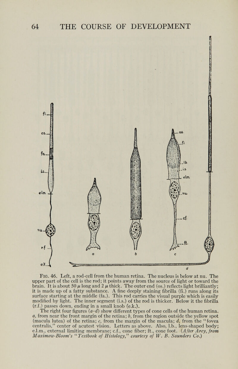 64 THE COURSE OF DEVELOPMENT fi- 1 e.H.. —4 Fig. 46. Left, a rod-cell from the human retina. The nucleus is below at nu. The upper part of the cell is the rod; it points away from the source of light or toward the brain. It is about 50 д long and 2 ß thick. The outer end (os.) reflects light brilliantly; it is made up of a fatty substance. A fine deeply staining fibrilla (fi.) runs along its surface starting at the middle (fa.). This rod carries the visual purple which is easily modified by light. The inner segment (i.s.) of the rod is thicker. Below it the fibrilla (r.f.) passes down, ending in a small knob (e.k.). The right four figures {a-d) show different types of cone cells of the human retina. a, from near the front margin of the retina; b, from the region outside the yellow spot (macula lutea) of the retina; c, from the margin of the macula; d, from the fovea centralis, center of acutest vision. Letters as above. Also, l.b., lens-shaped body; e.l.m., external limiting membrane; c.f., cone fiber; ft., cone foot. {After Arey,jrom Maximow-Bloom's Textbook of Histology, courtesy of W. B. Saunders Co.)