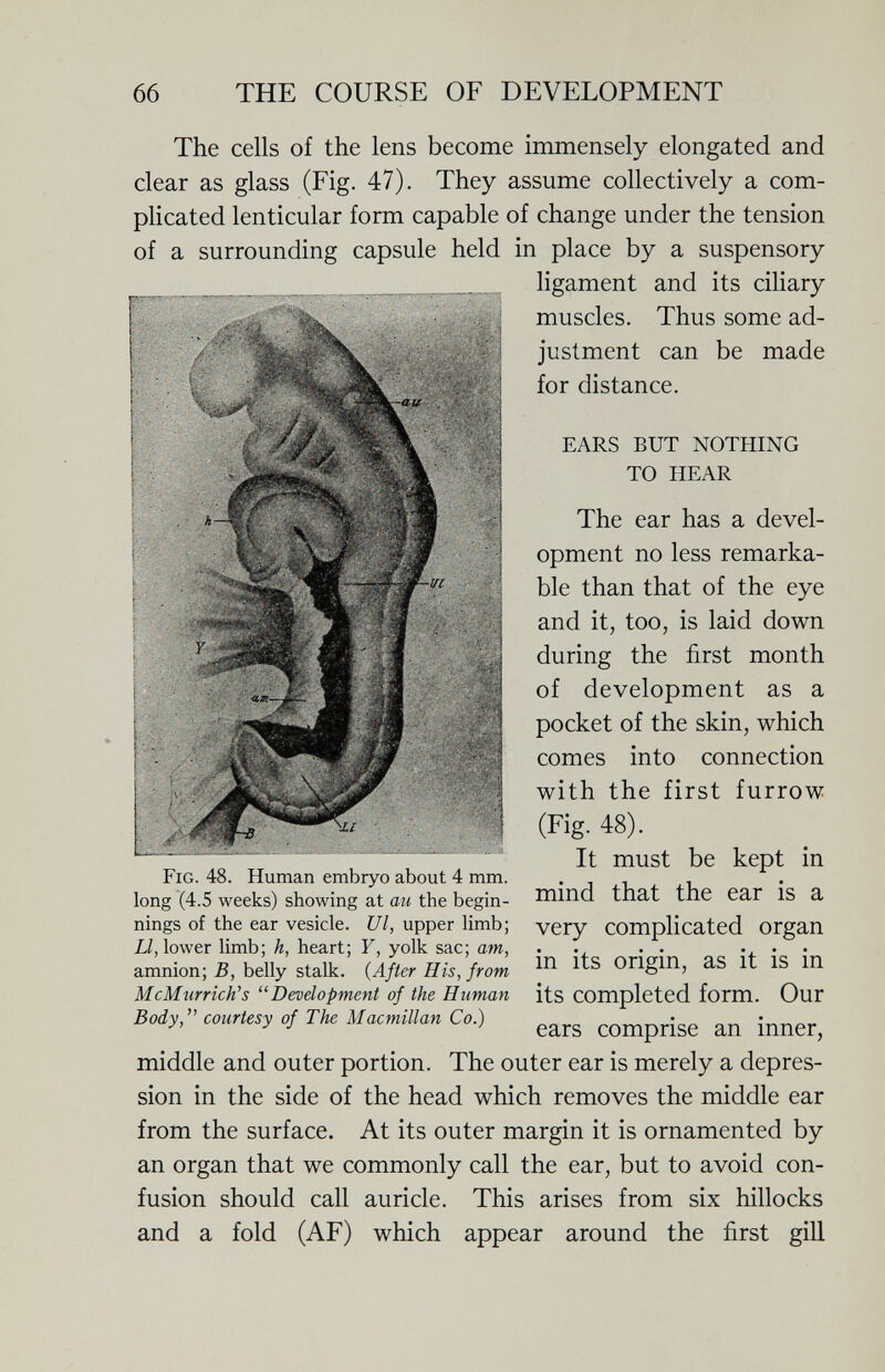 66 THE COURSE OF DEVELOPMENT The cells of the lens become immensely elongated and clear as glass (Fig. 47). They assume collectively a com¬ plicated lenticular form capable of change under the tension of a surrounding capsule held in place by a suspensory ligament and its ciliary muscles. Thus some ad¬ justment can be made for distance. EARS BUT NOTHING TO HEAR The ear has a devel¬ opment no less remarka¬ ble than that of the eye and it, too, is laid down during the first month of development as a pocket of the skin, which comes into connection with the first furrow (Fig. 48). It must be kept in mind that the ear is a very complicated organ in its origin, as it is in its completed form. Our ears comprise an inner, Fig. 48. Human embryo about 4 mm. long (4.5 weeks) showing at au the begin¬ nings of the ear vesicle. Ul, upper limb; L/, lower limb; h, heart; Y, yolk sac; am, amnion; B, belly stalk. {After His, from McMnrrich's Development of the Human Body, courtesy of The Macmillan Co.) middle and outer portion. The outer ear is merely a depres¬ sion in the side of the head which removes the middle ear from the surface. At its outer margin it is ornamented by an organ that we commonly call the ear, but to avoid con¬ fusion should call auricle. This arises from six hillocks and a fold (AF) which appear around the first gill
