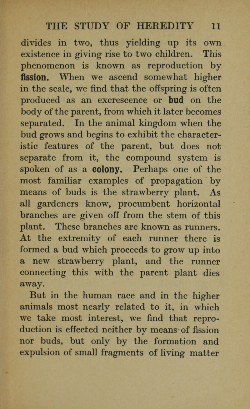 divides in two, thus yielding up its own existence in giving rise to two children. This phenomenon is known as reproduction by fission. When we ascend somewhat higher in the scale, we find that the offspring is often produced as an excrescence or bud on the body of the parent, from which it later becomes separated. In the animal kingdom when the bud grows and begins to exhibit the character istic features of the parent, but does not separate from it, the compound system is spoken of as a colony. Perhaps one of the most familiar examples of propagation by means of buds is the strawberry plant. As all gardeners know, procumbent horizontal branches are given off from the stem of this plant. These branches are known as runners. At the extremity of each runner there is formed a bud which proceeds to grow up into a new strawberry plant, and the runner connecting this with the parent plant dies away. But in the human race and in the higher animals most nearly related to it, in which we take most interest, we find that repro duction is effected neither by means of fission nor buds, but only by the formation and expulsion of small fragments of living matter